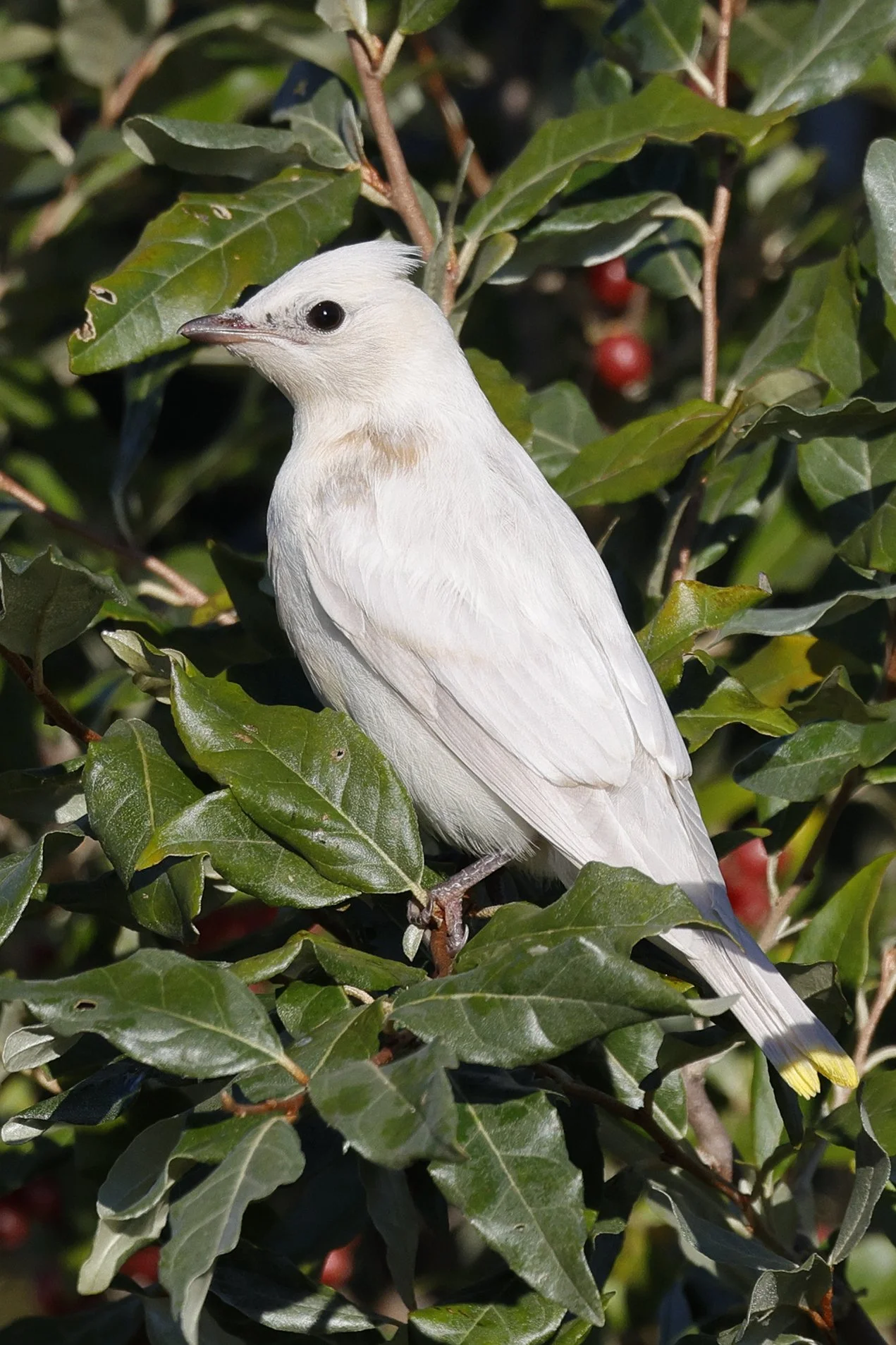 THE BIRD GUY: Unusual cedar waxwing
