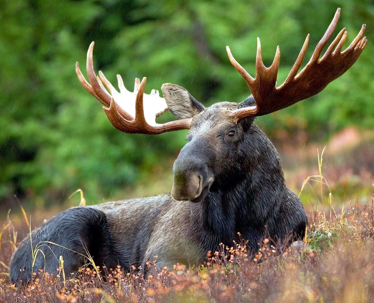 My Wild Neighbors: Maine’s eater of twigs, stripper of bark