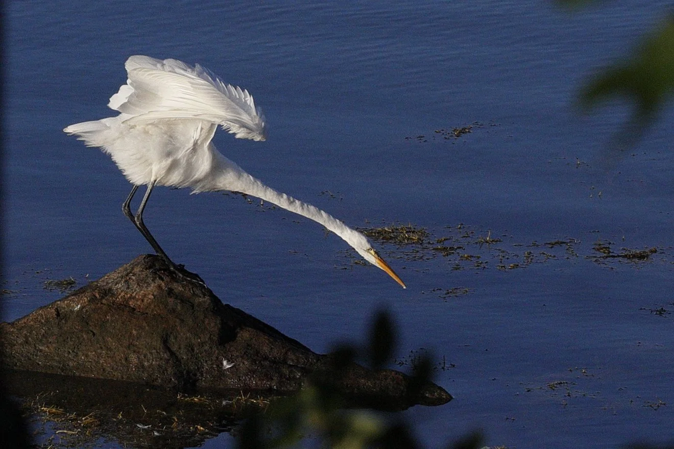 THE BIRD GUY: Great egret