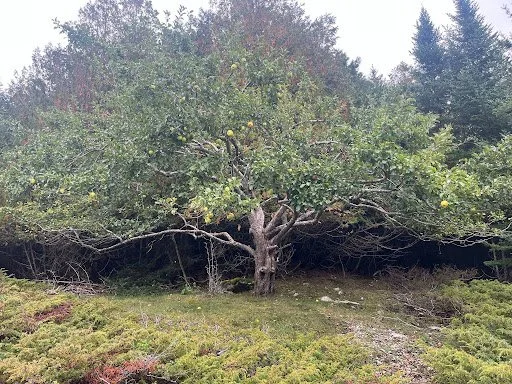 Friends From the Field: The History and Future of Our Apple Trees