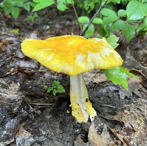 Nature Walk in Surry's Patten Stream Preserve