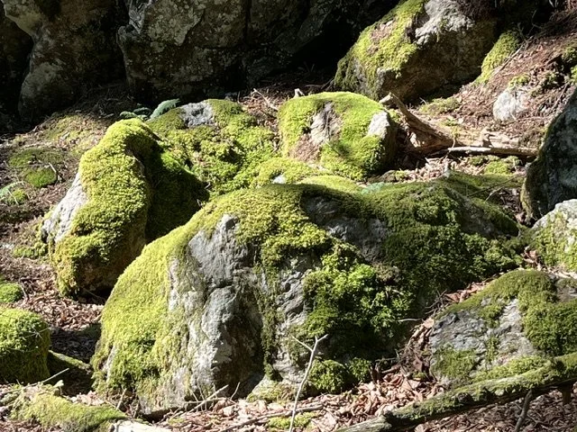 Moss Walk and Workshop at Great Pond Mountain Wildlands