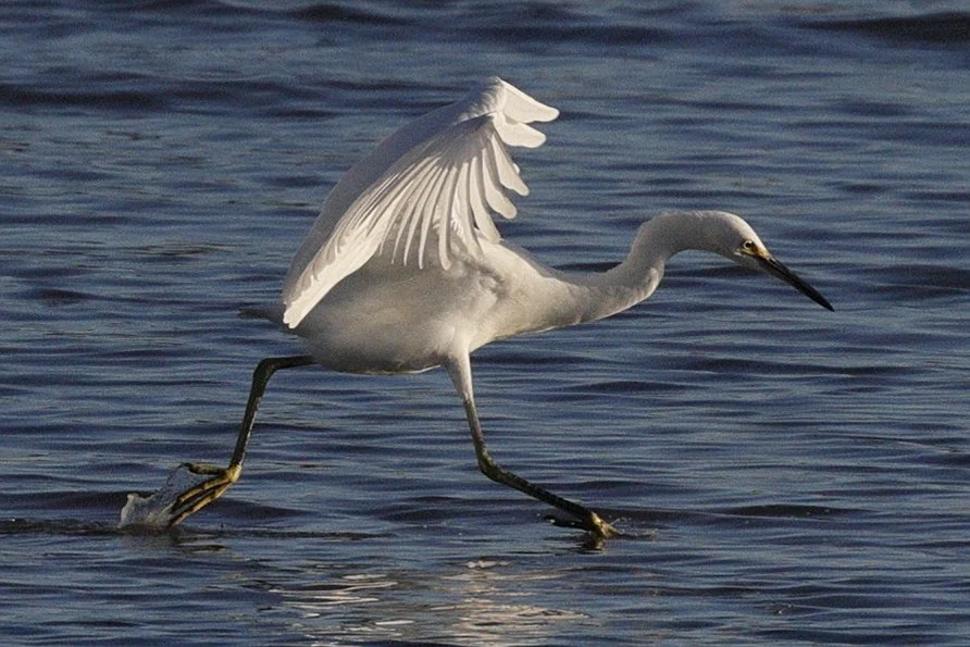 THE BIRD GUY: Snowy egret 