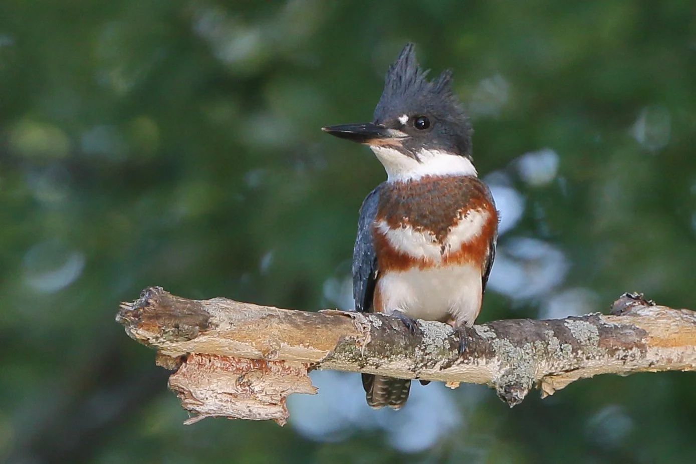 THE BIRD GUY: Belted kingfisher