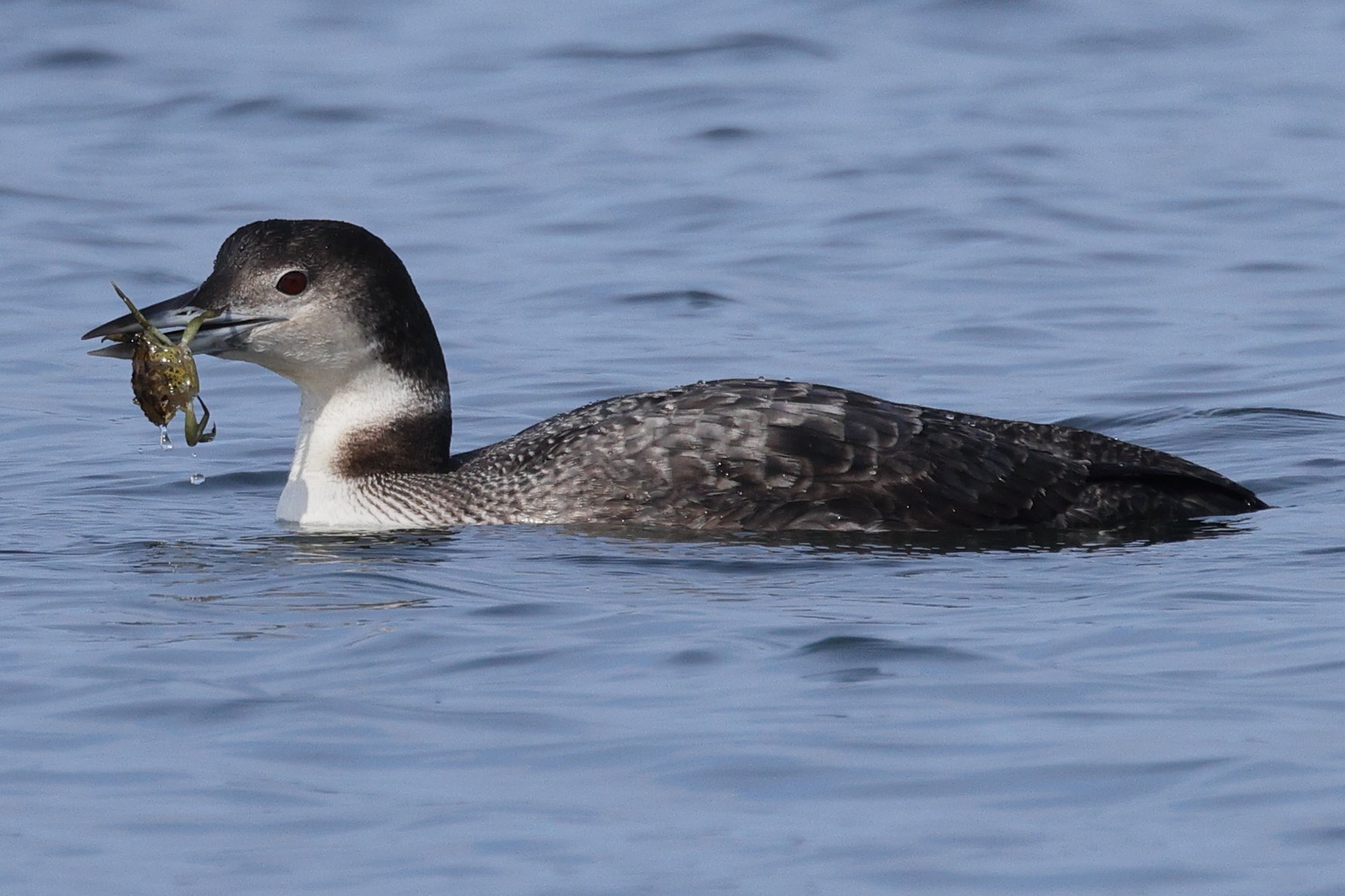 THE BIRD GUY: Common loon
