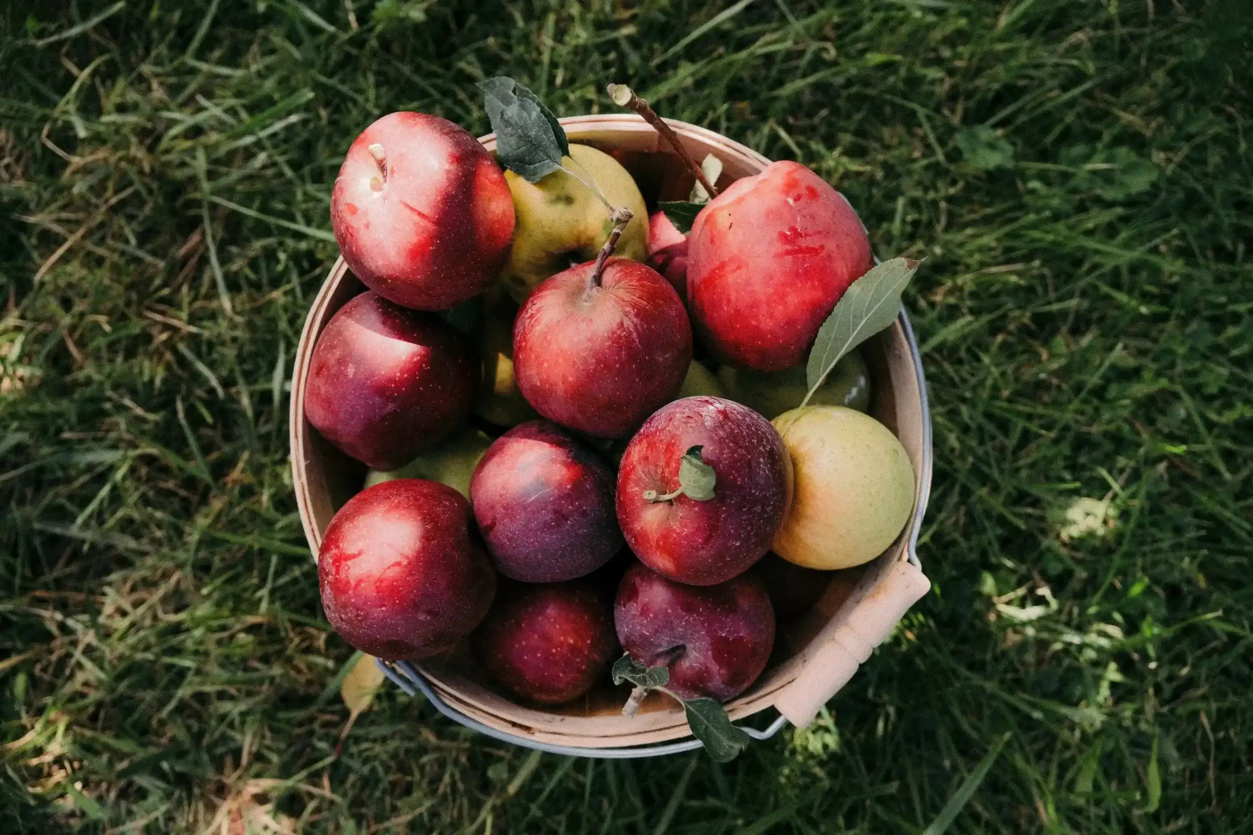 Red apples in bucket on grass.