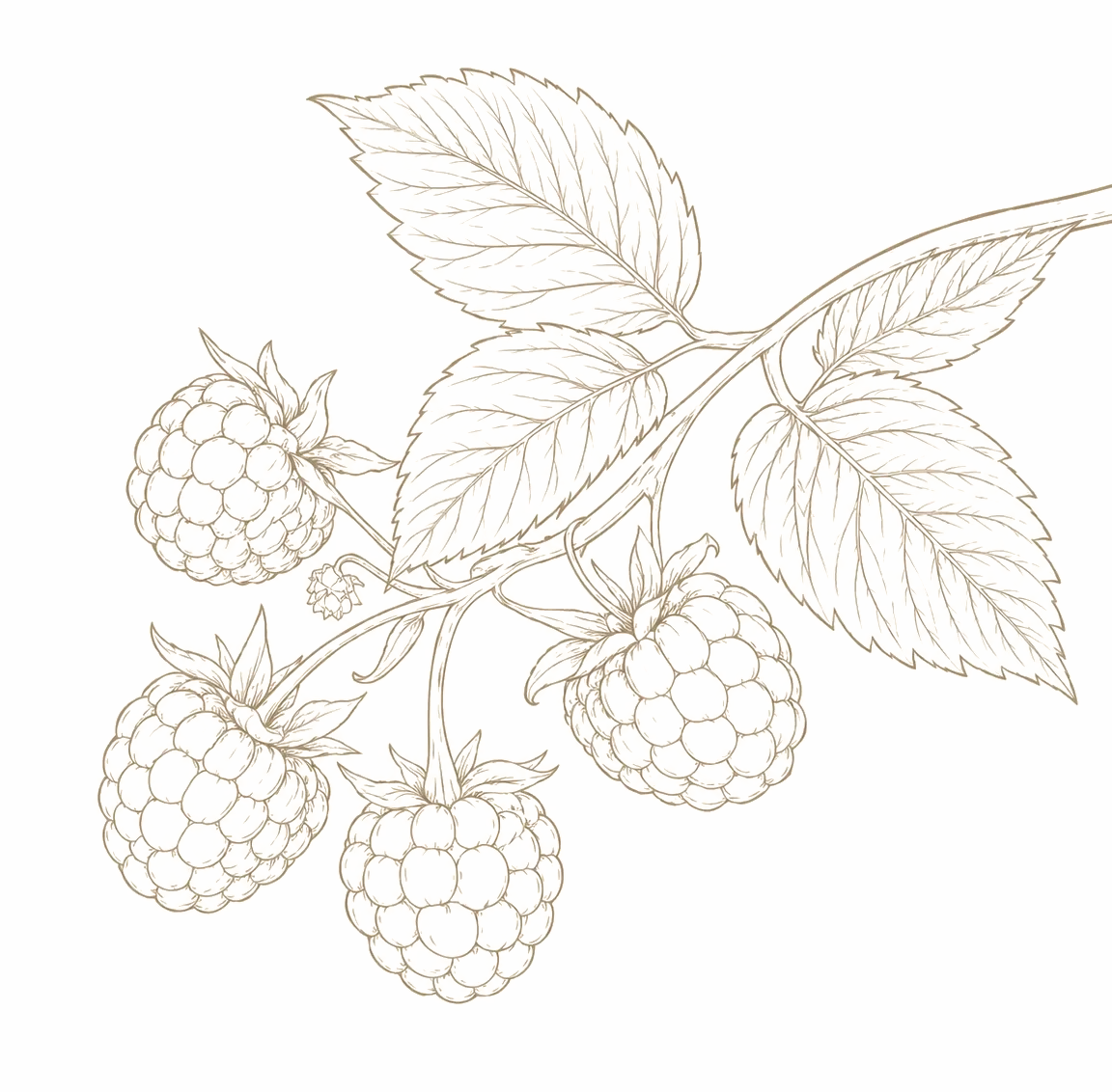Botanical line drawing, flower, raspberries.