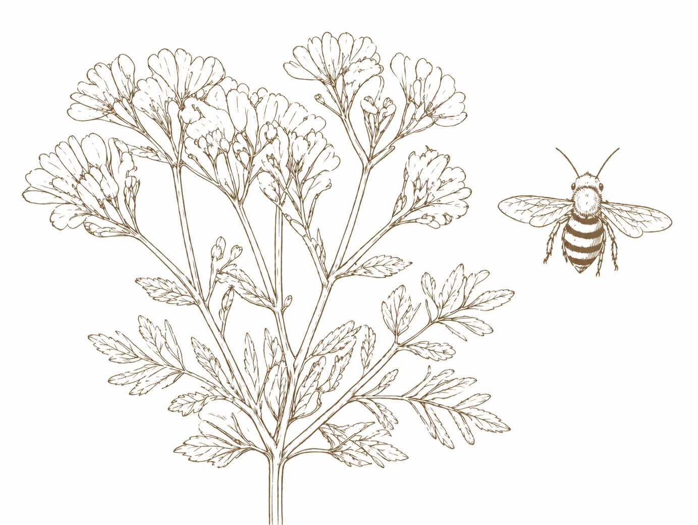 Botanical line drawing, flower, bee