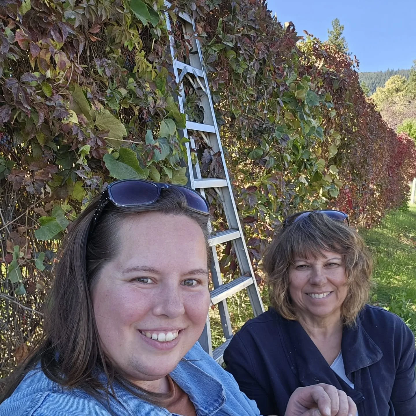 I had planned to get files ready for my bookkeeper yesterday, but it was such a beautiful day, and the weather was gorgeous, and the grapes needed picking. I had no idea there were this many! Sorry Margaret, I will get those files to you soon. Thanky