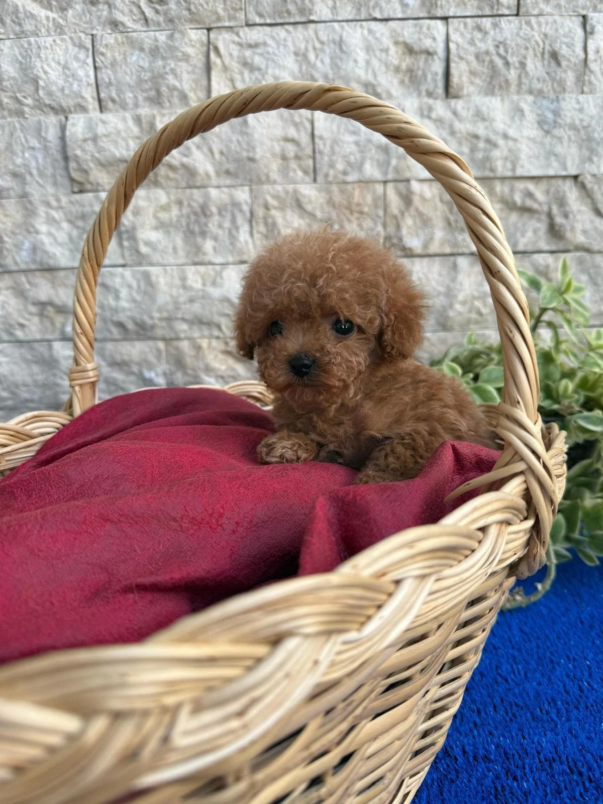 WhatsApp Image 2025-07-03 at 02.26.30 (1).jpeg