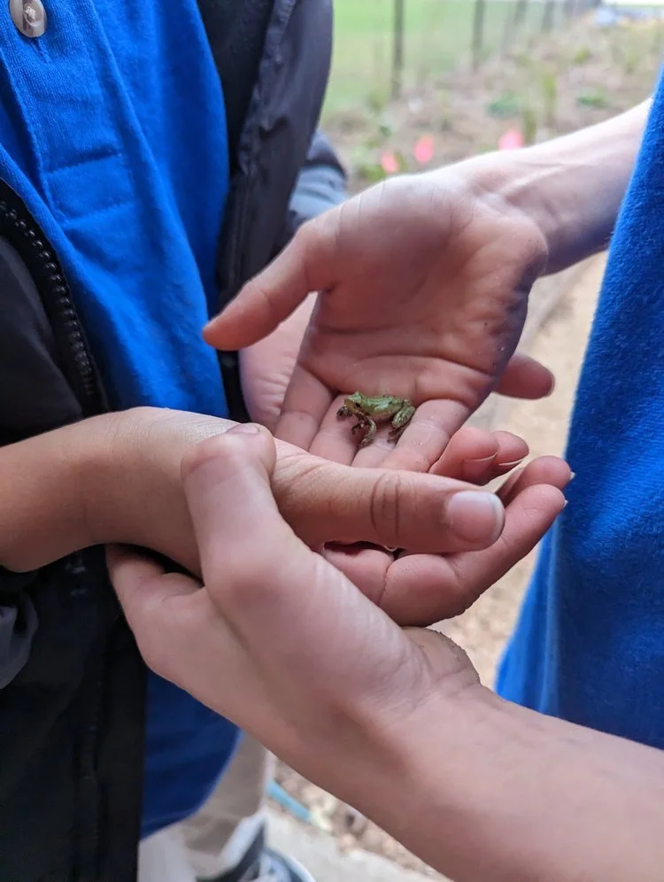 Identify Bugs & Critters!