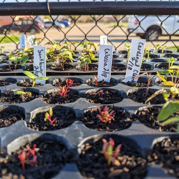 Observe & Record Plant Life Cycle
