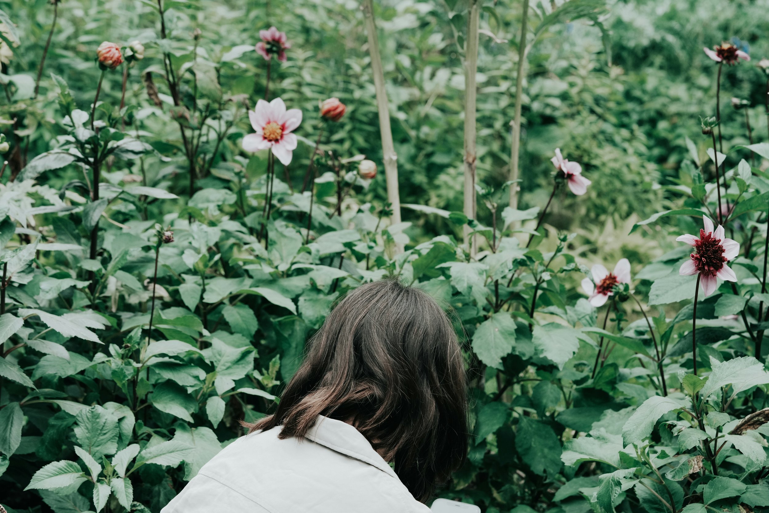 A person with brown hair in a white shirt crouching among green plants and pink and white flowers in a garden or greenhouse.