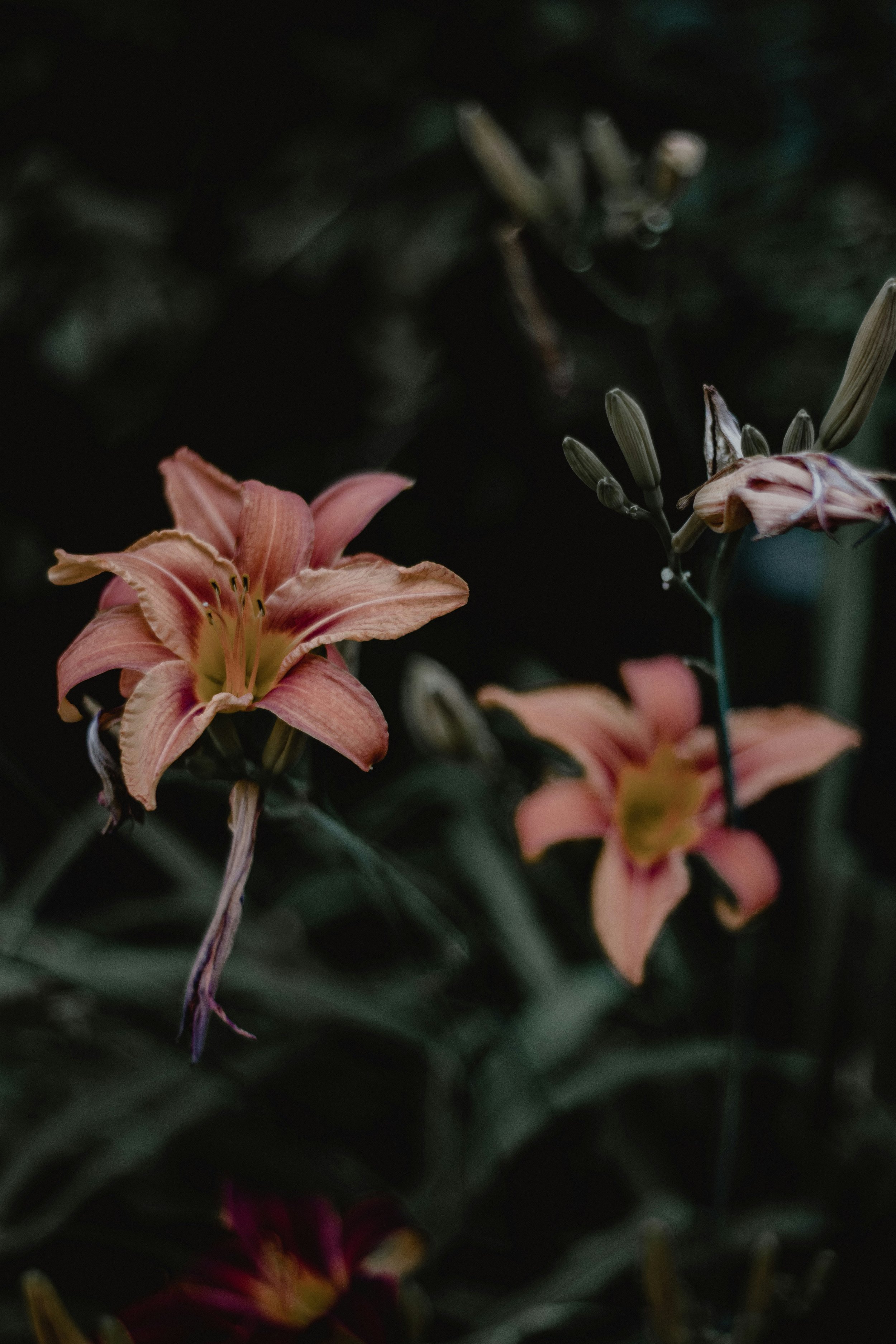 Close-up of peach-colored lilies with dark background.