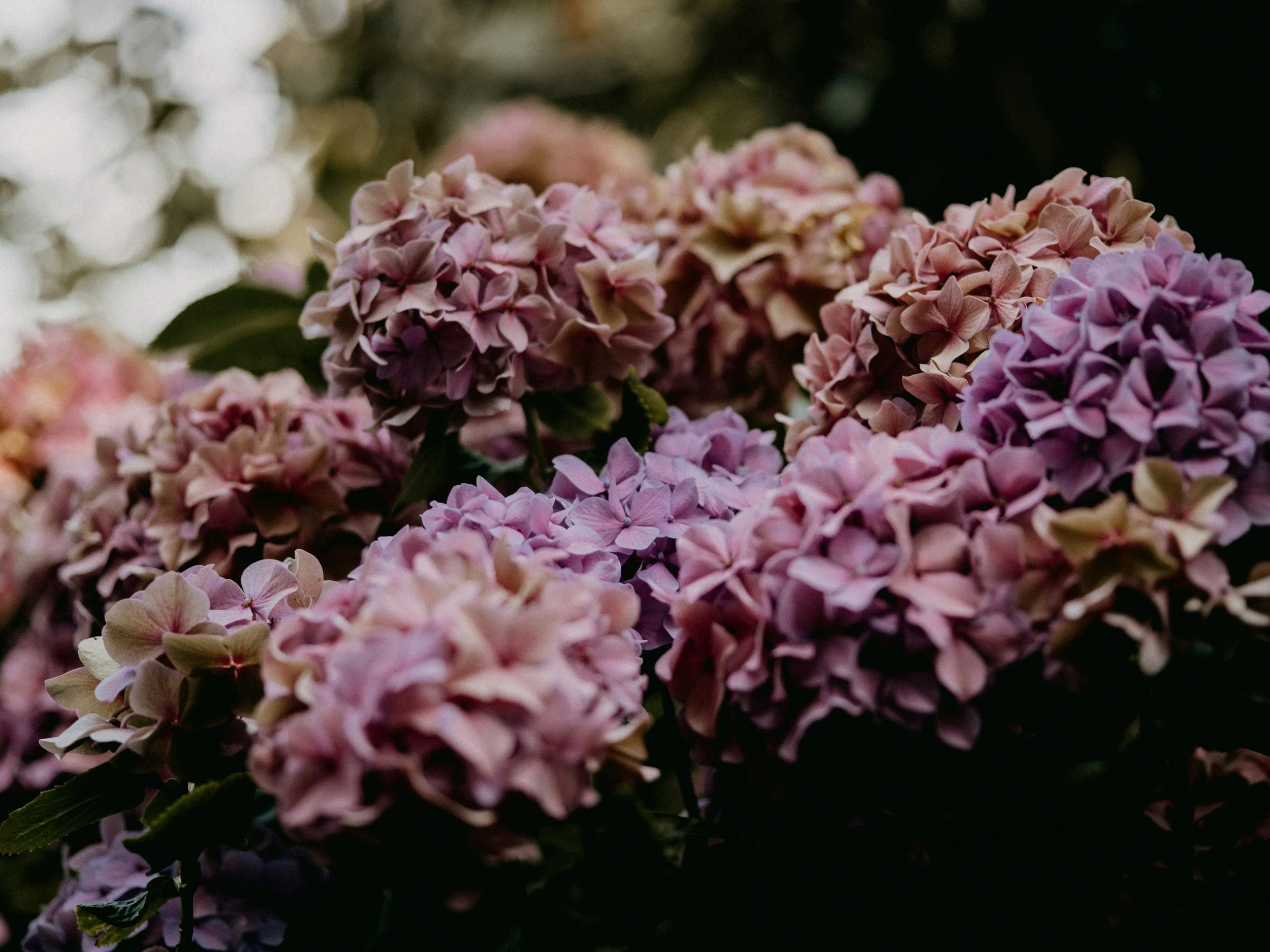 Close-up of pink and purple hydrangea flowers in bloom.