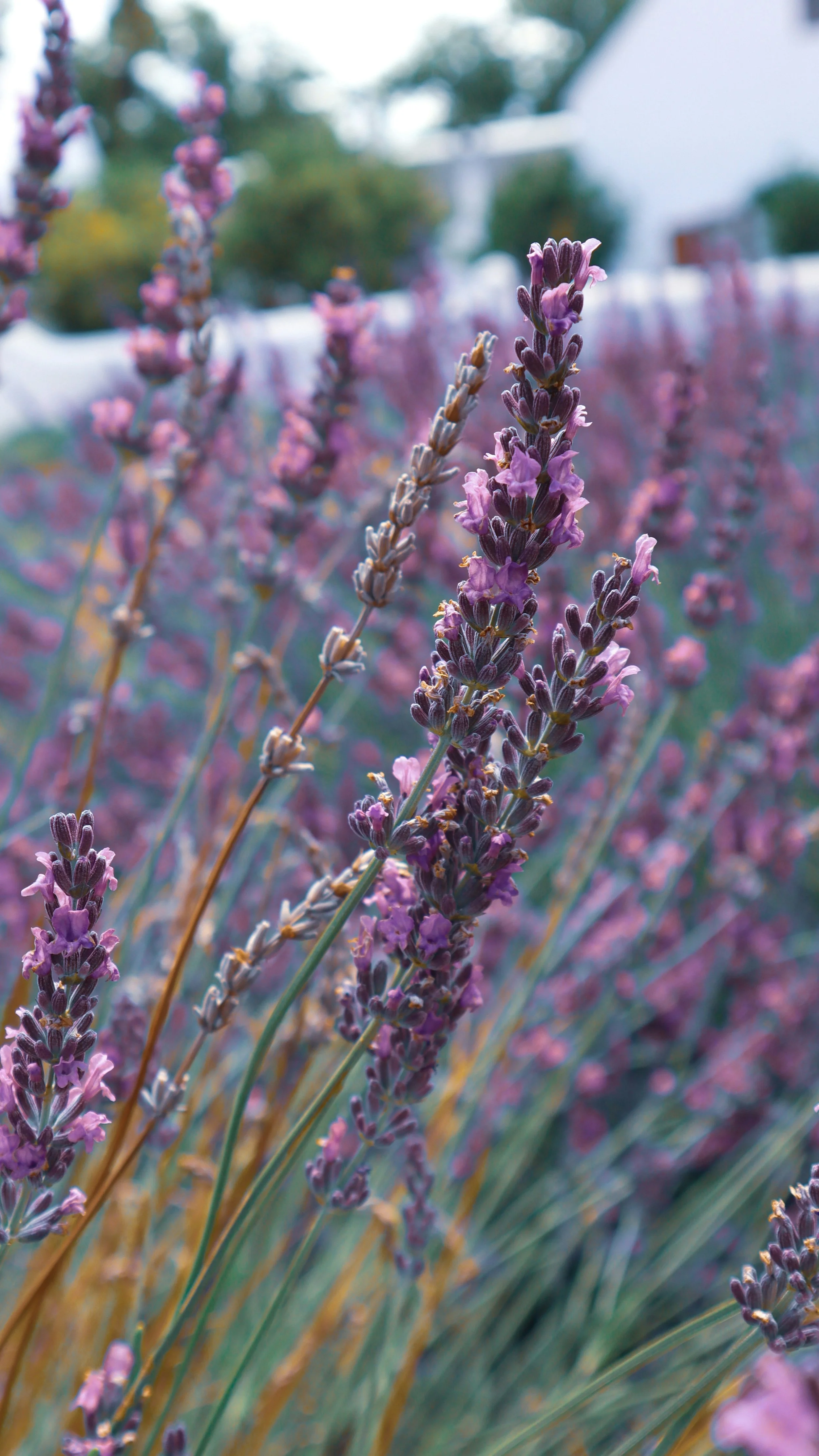 Close-up of lavender flowers in a garden, with a blurred background of other lavender plants and sky.