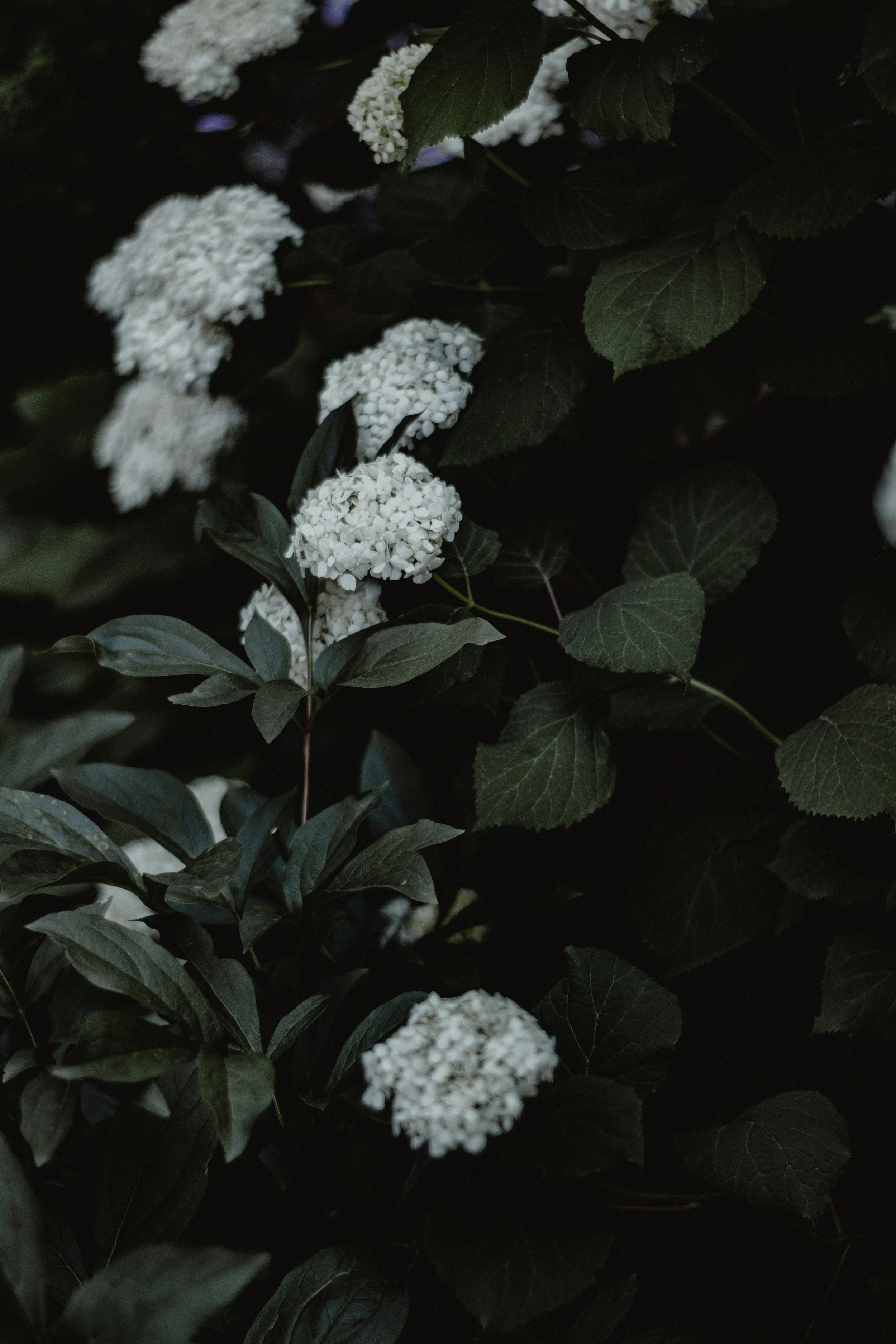 Dark green leafy shrub with clusters of white flowers.