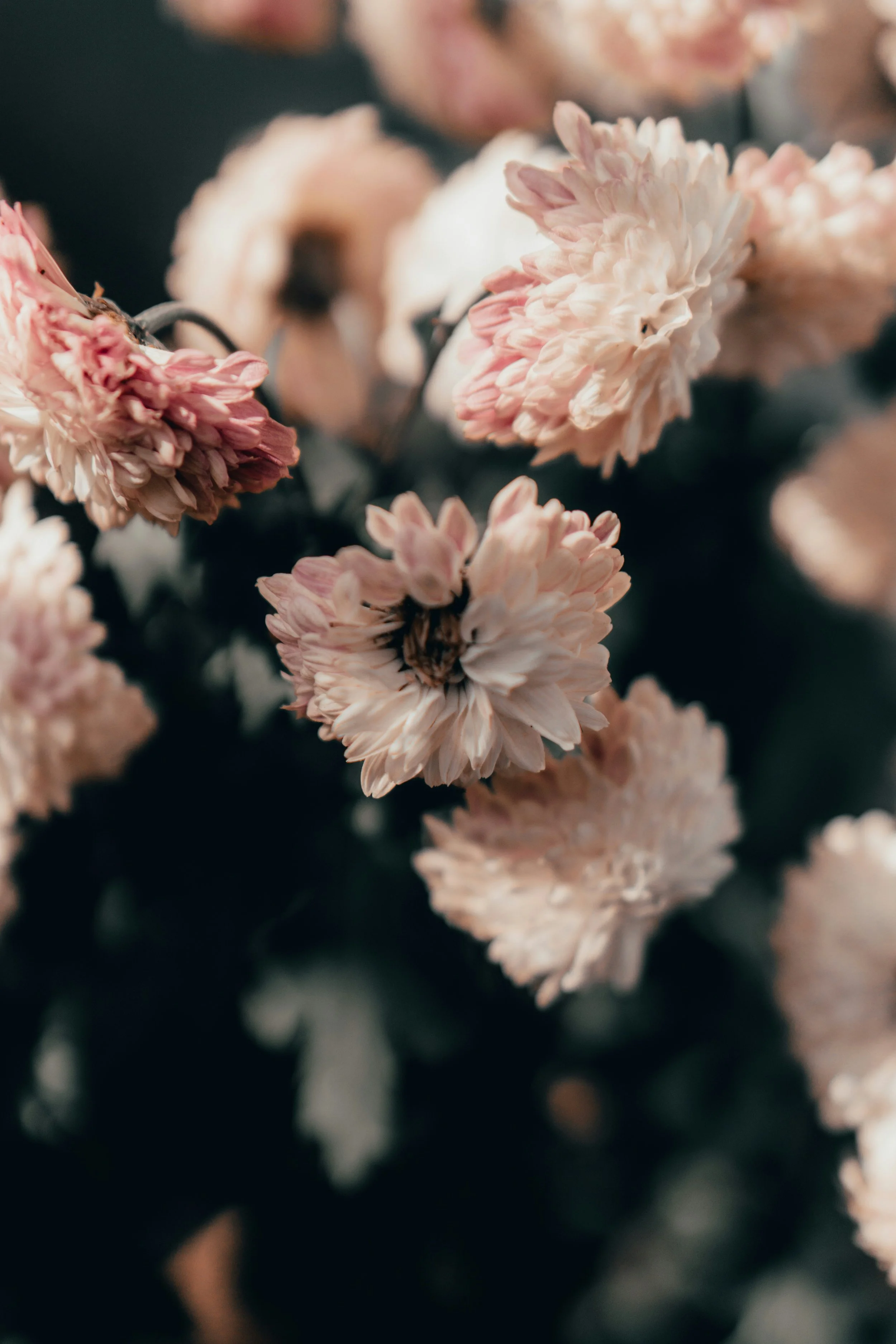 Close-up of light pink and white chrysanthemums with a bee on one of the flowers.