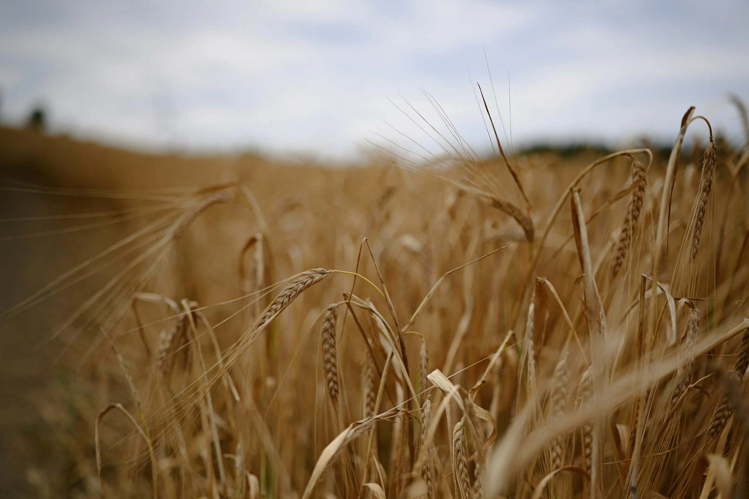 Close-up view of a wheat field with golden wheat stalks under a cloudy sky.