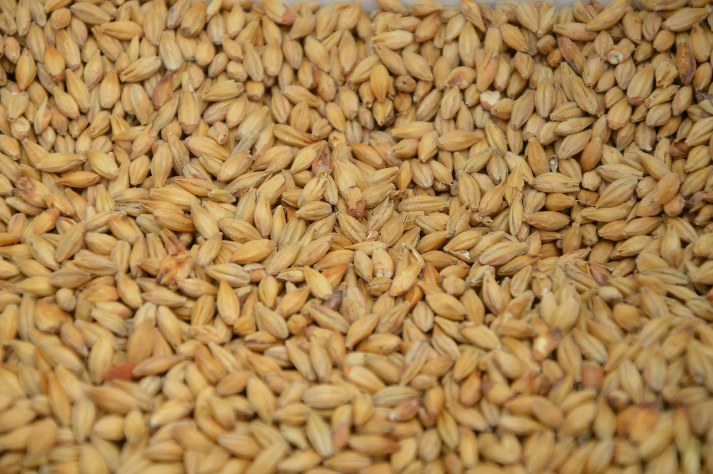 Close-up of a pile of barley grains.