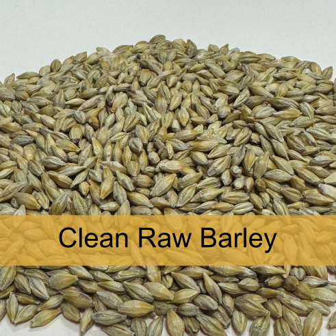 A large pile of raw, clean barley grains with a yellow label that says "Clean Raw Barley".