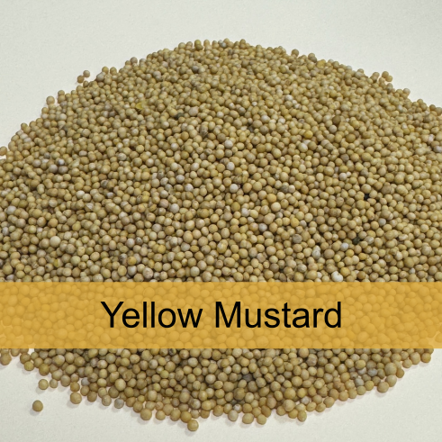 Pile of yellow mustard seeds on white background with yellow label
