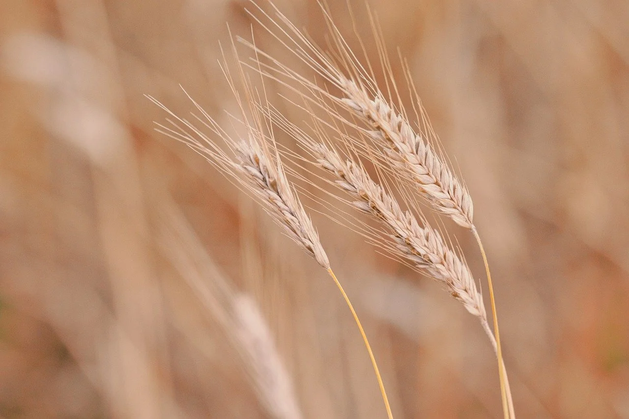 Close-up of wheat stalks in a field