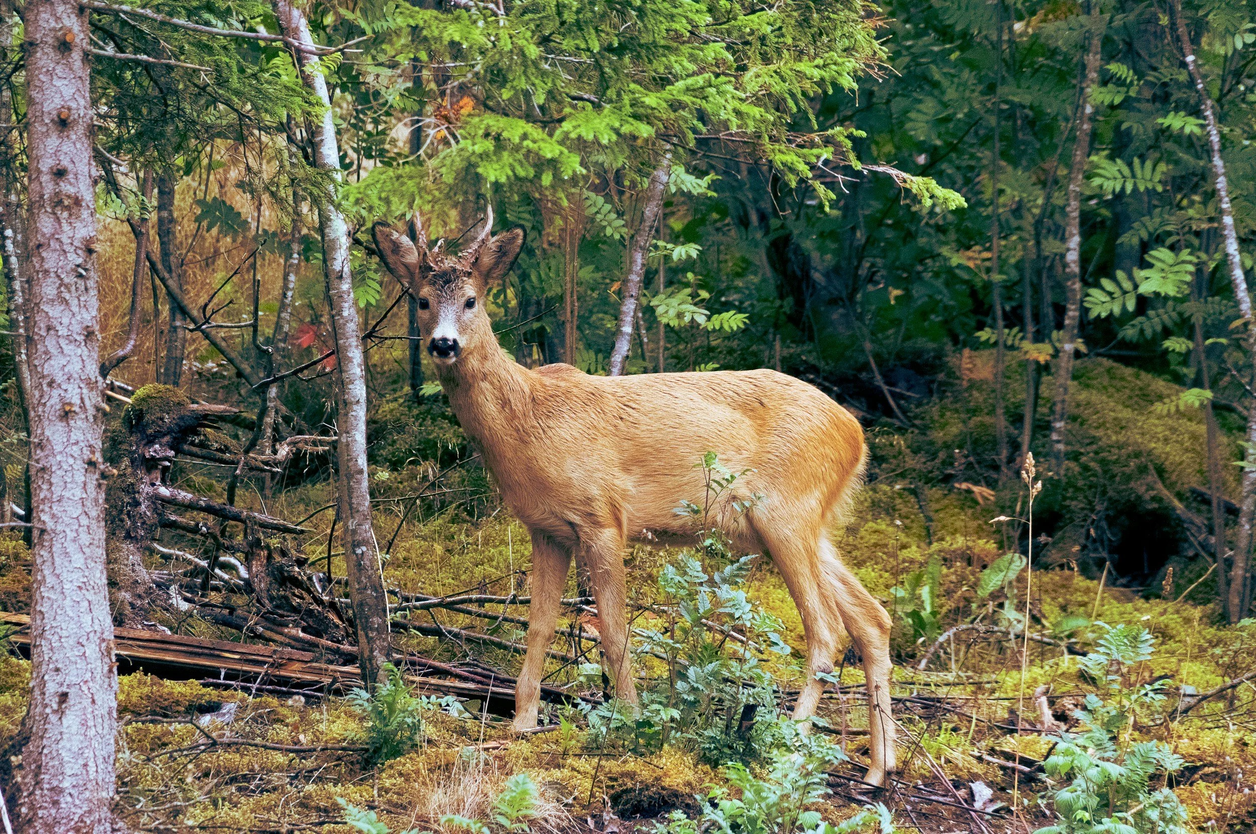deer, Swedish forrest, wildlife, north Sweden