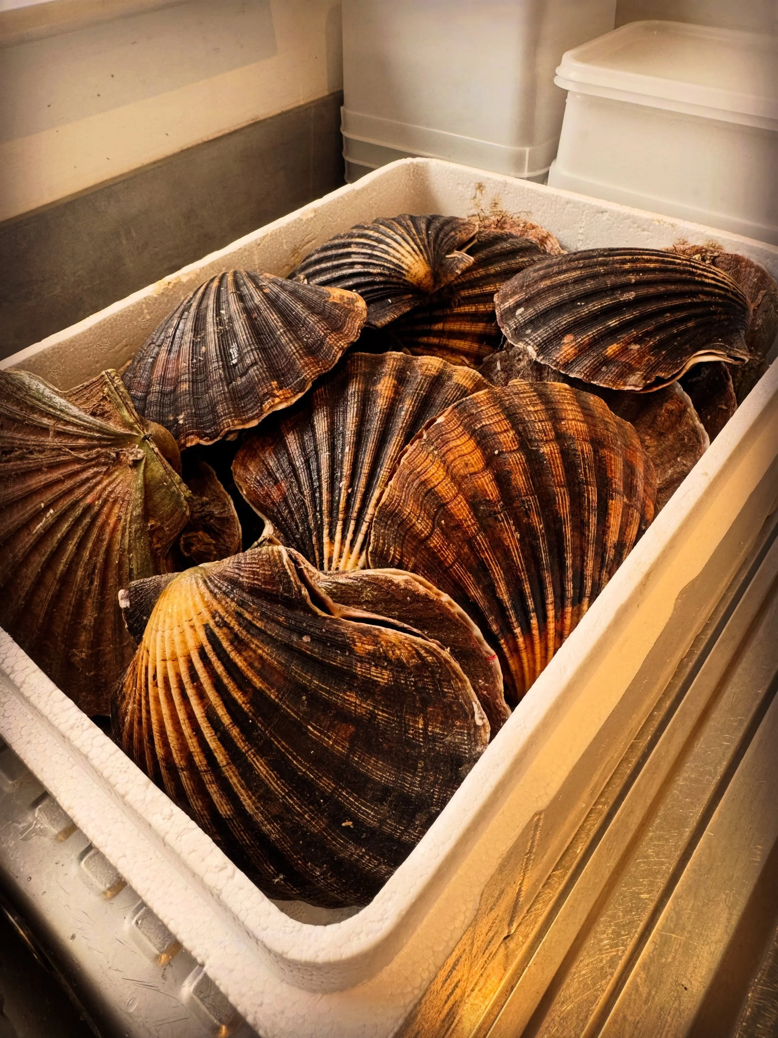 Lovely fresh delivery of some West Coast Hand Dived Scallops. Expensive, but worth it 🔥 #privatechef #scotishseafood #handivedscallops #dininginscotland #glasgowandbeyond