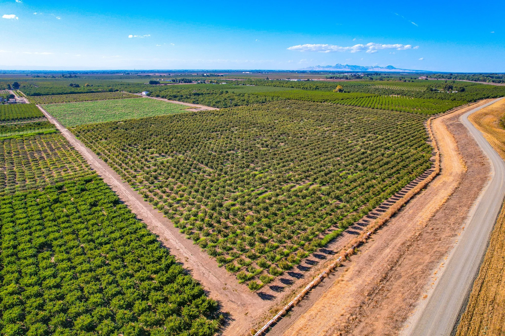 Aerial view of a large agricultural farm with rows of green trees, fields, and dirt roads under a clear blue sky.