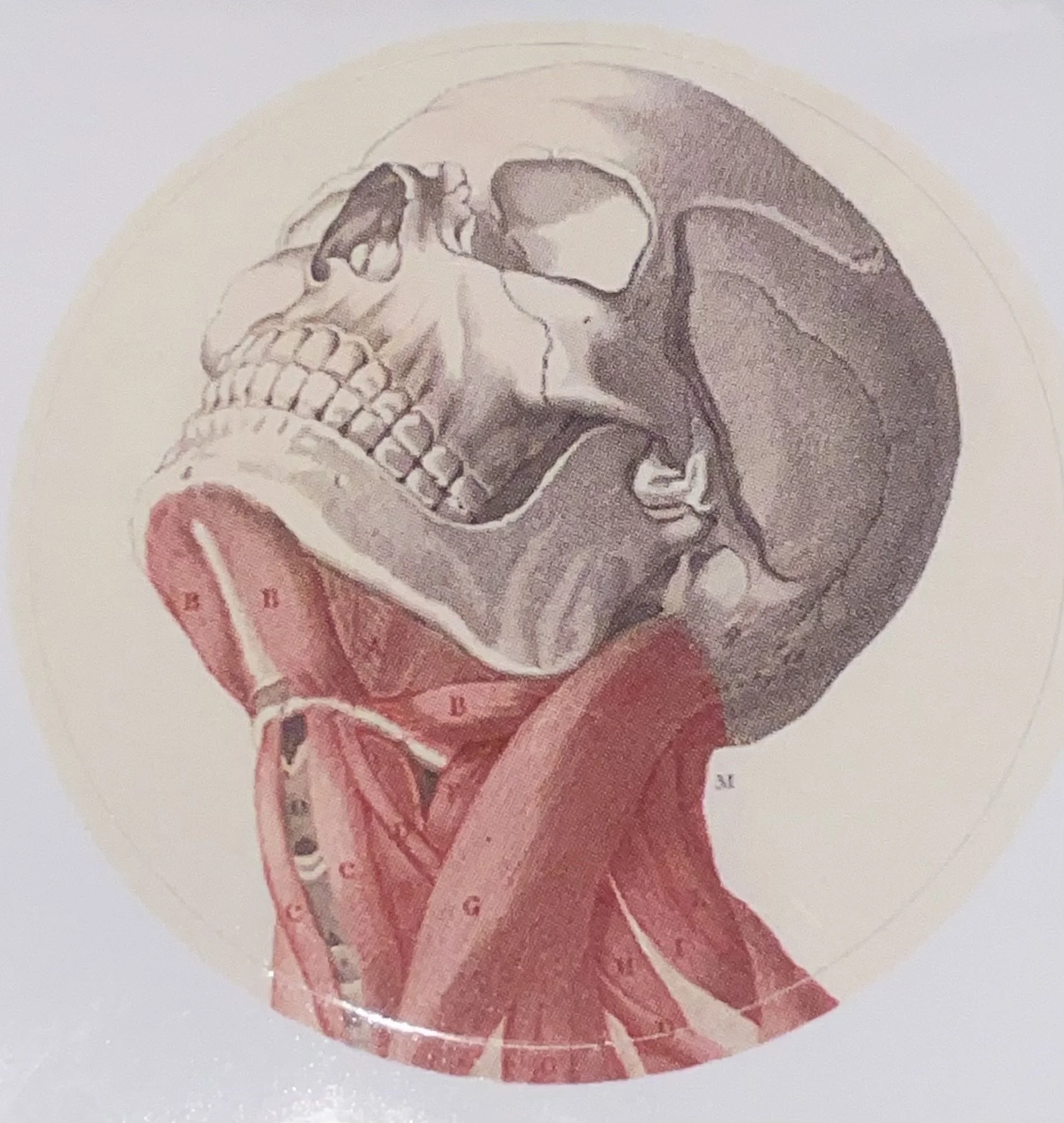 Muscles of the face Sticker