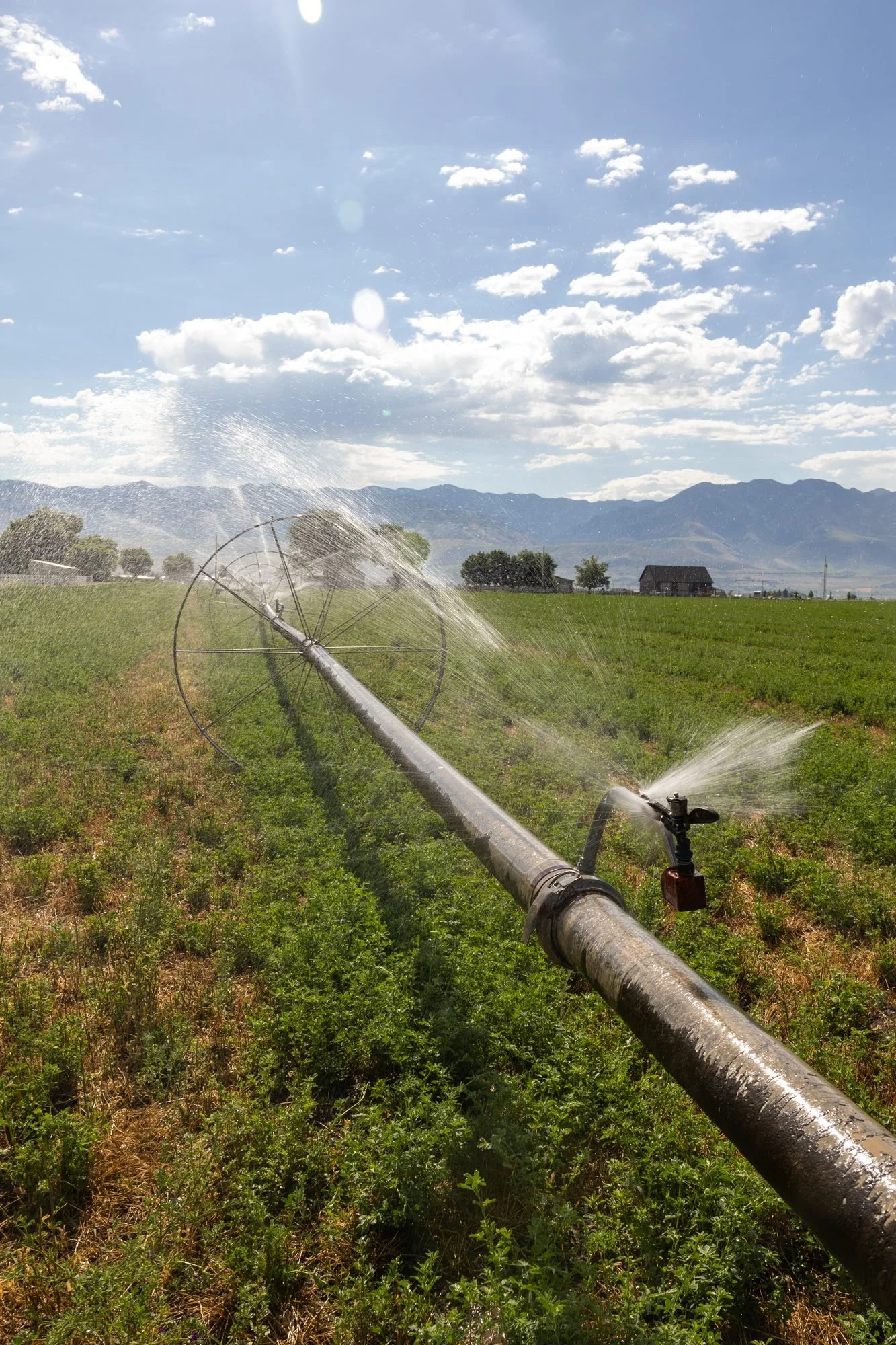 A ground-level view of an irrigation pipe spraying across a green field with mountains behind under a blue sky