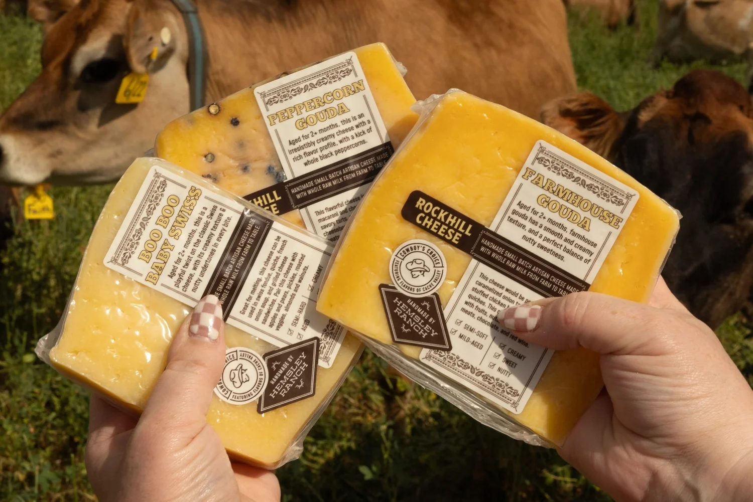 Rockhill Creamery cheese wedges held up in front of the cows in Richmond, Utah