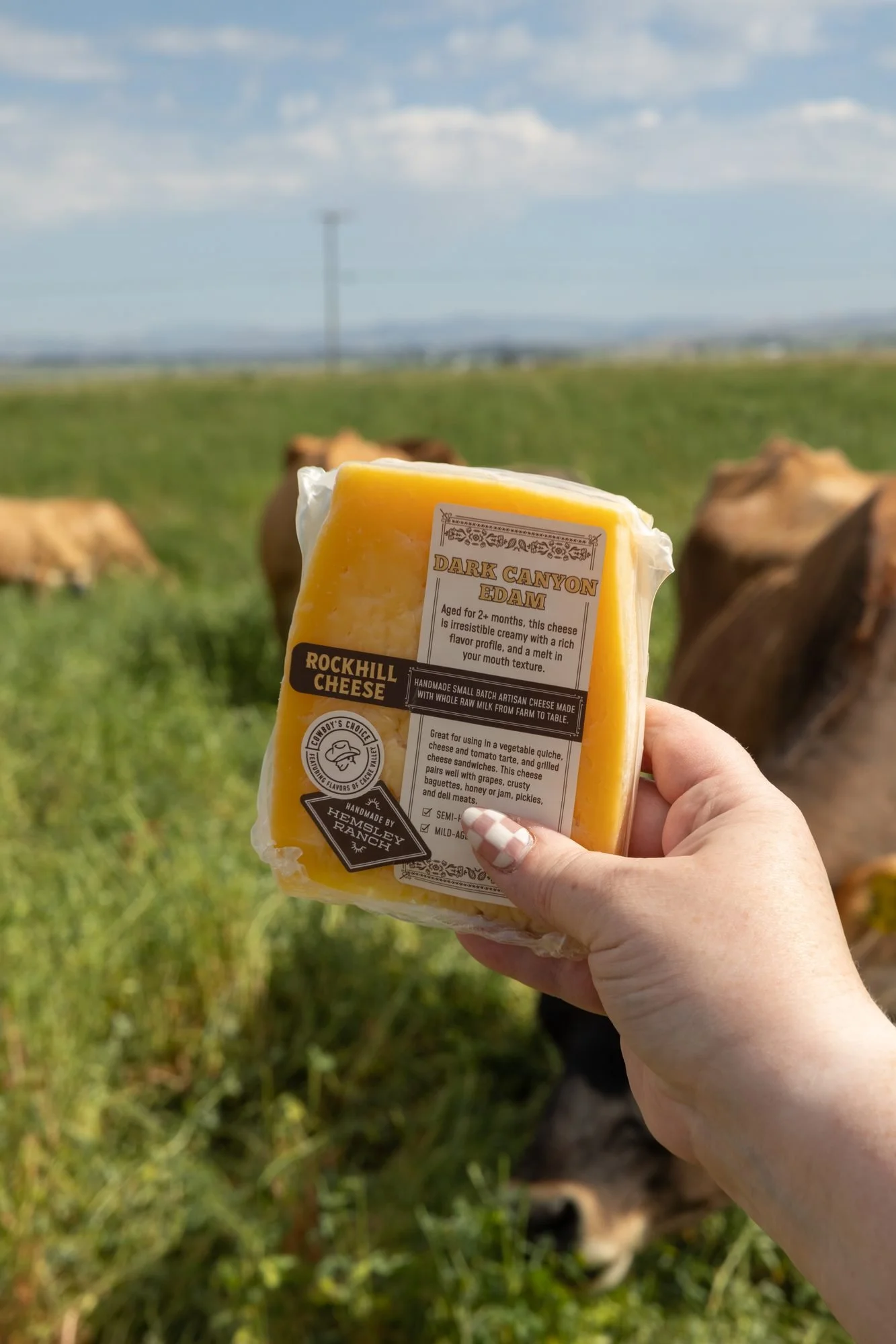A hand holding a wedge of Rockhill Cheese in a green field with cows grazing in the distance