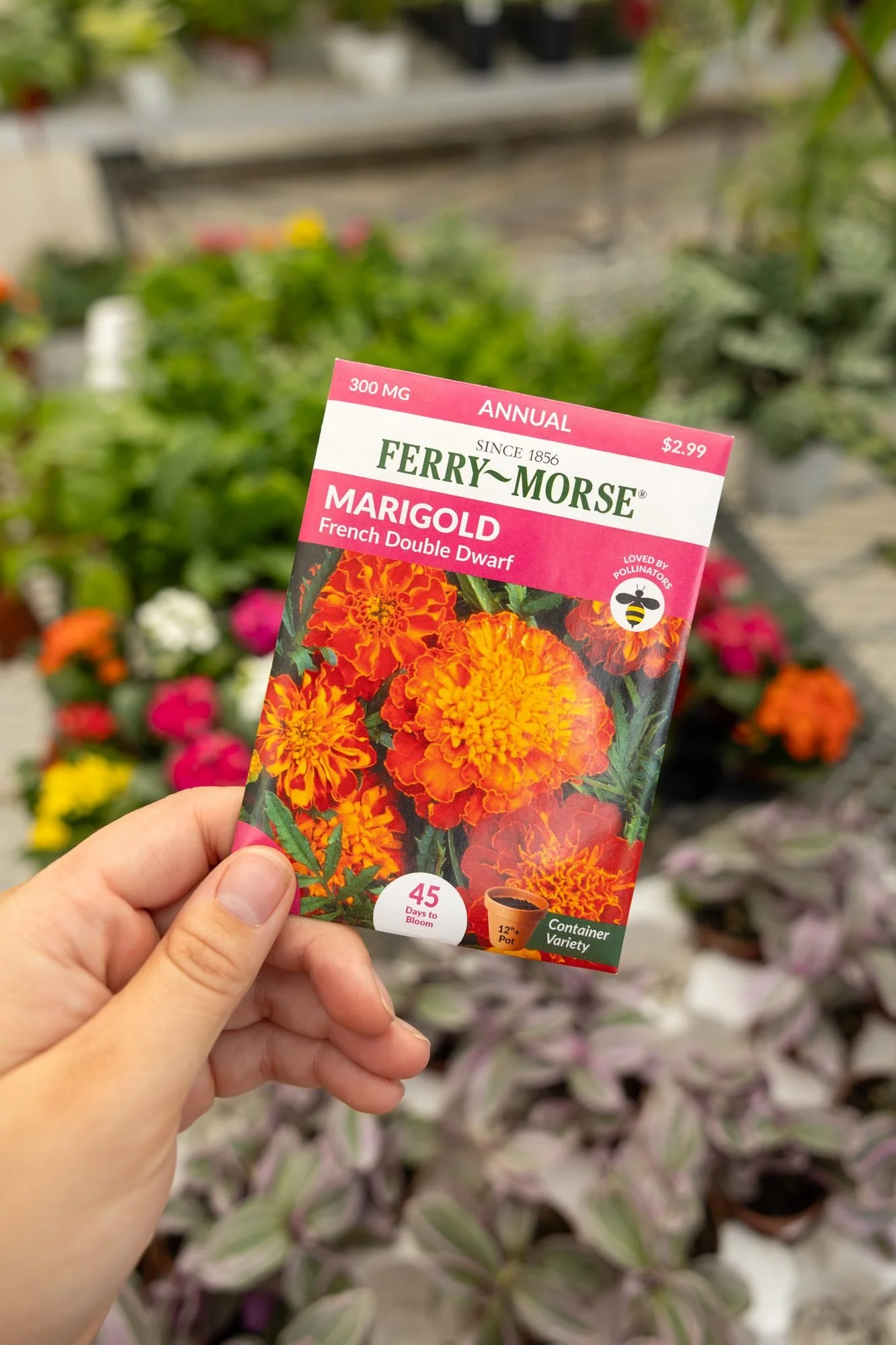 A hand holding a packet of marigold seeds in front of flowering plants in a greenhouse