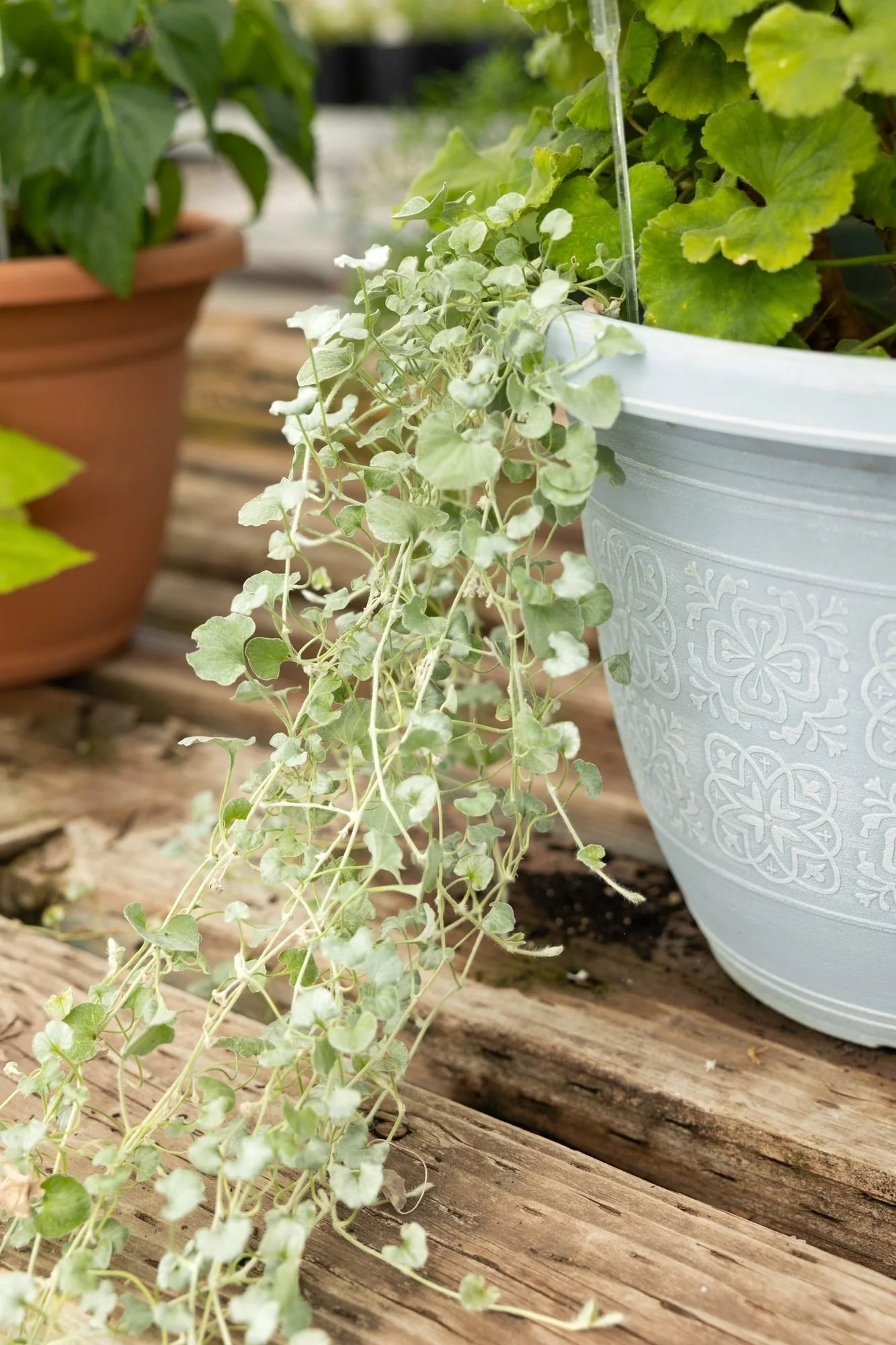 Trailing silver foliage spilling from a white pot onto a wooden greenhouse table