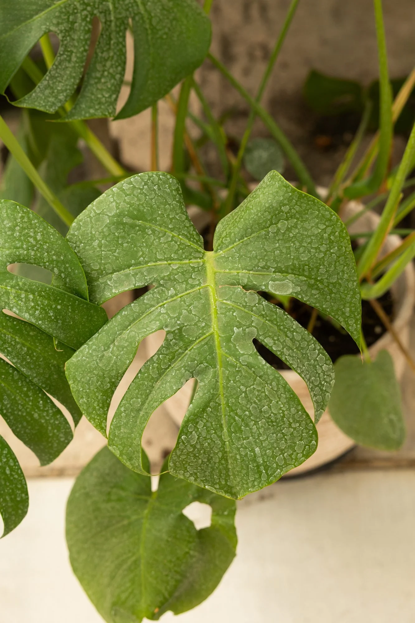 Close view of large split monstera leaves in a greenhouse