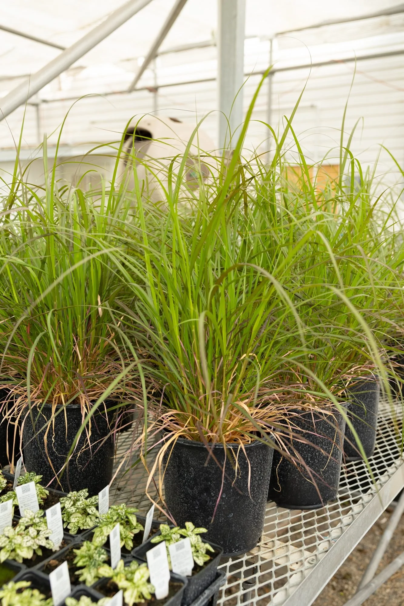 Tall ornamental grasses in black pots on a greenhouse bench