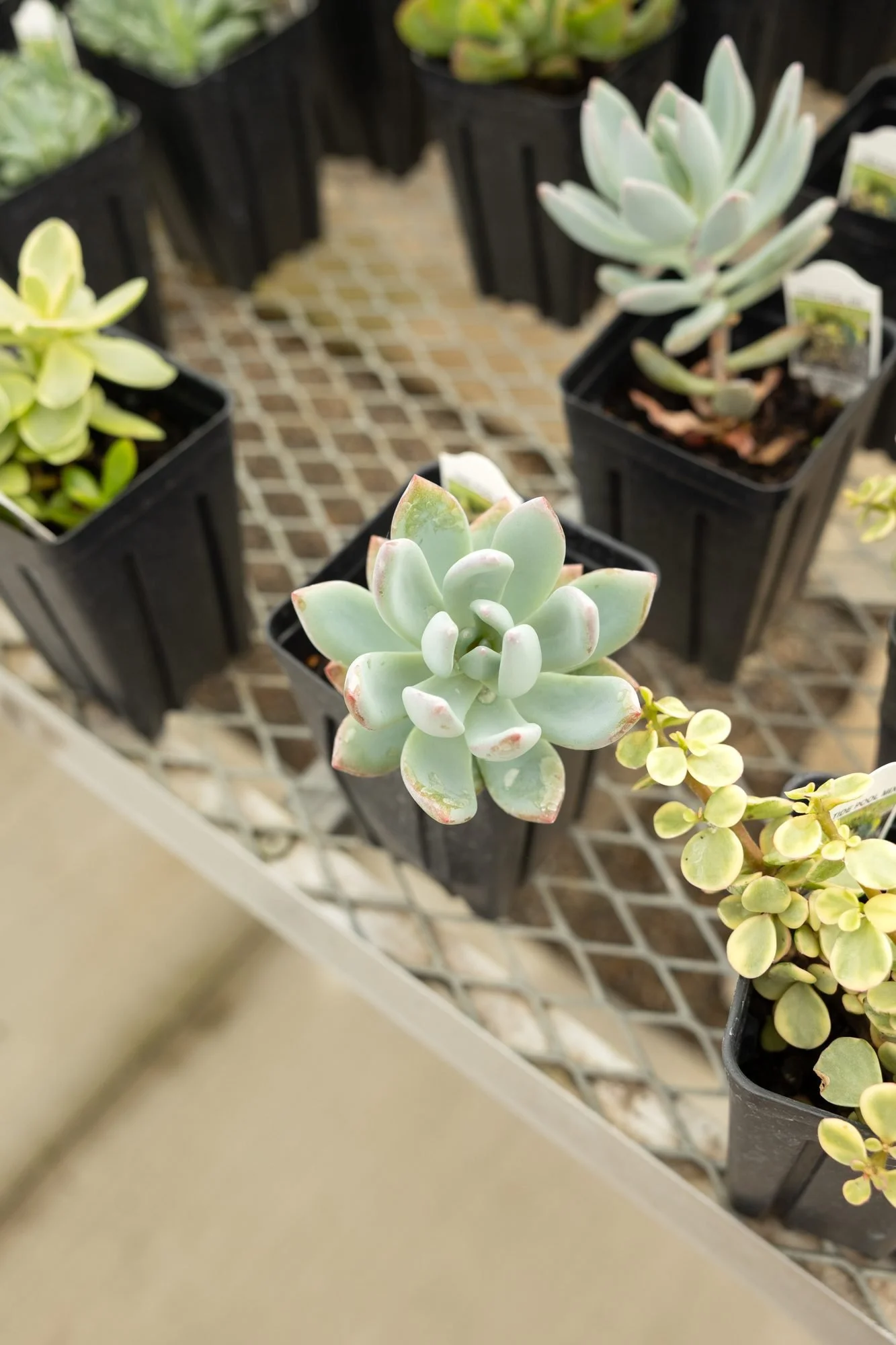 Pale blue-green succulents in square black pots on a metal greenhouse bench