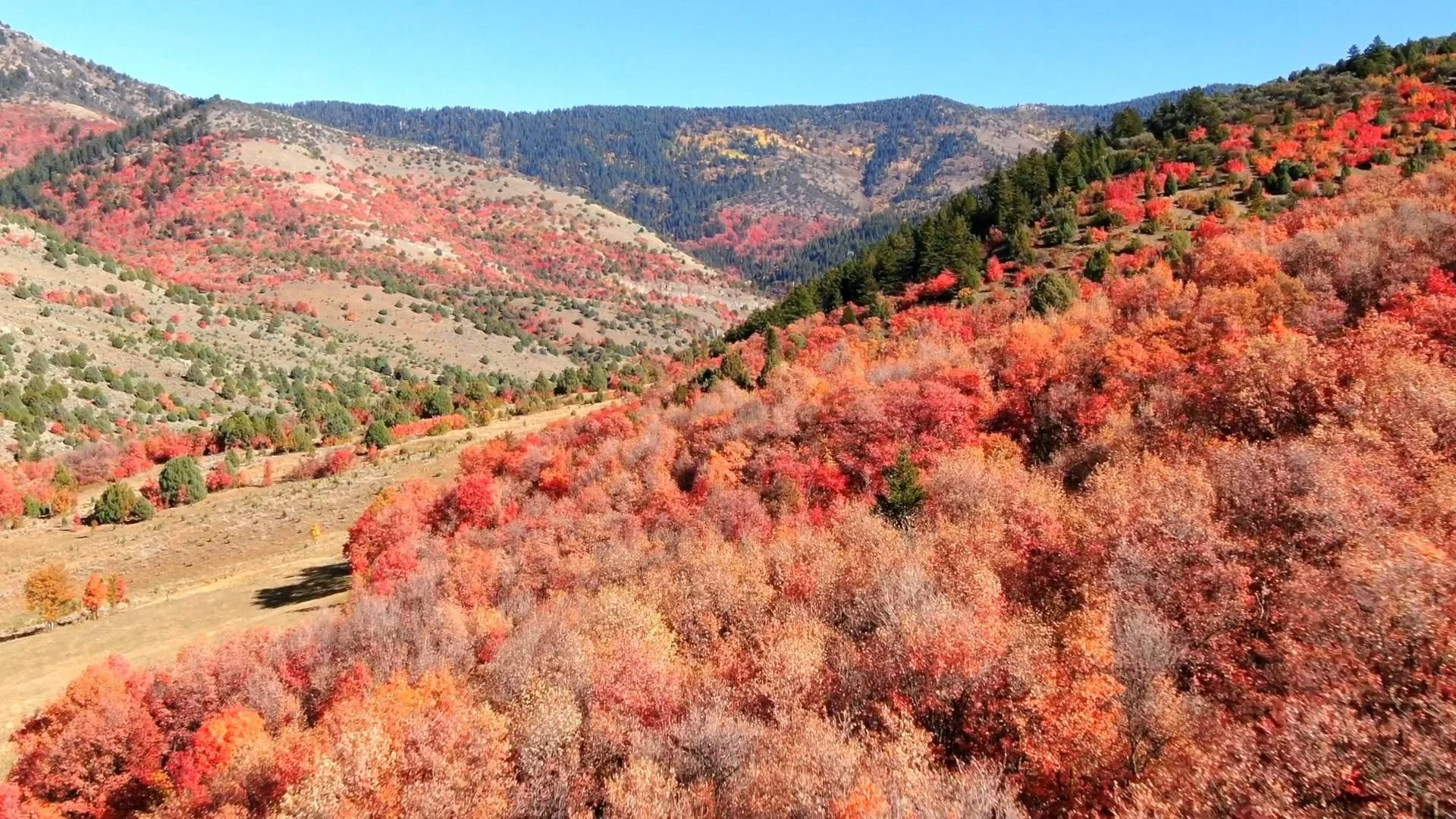 A hillside of red and orange fall maples in a mountain canyon under a blue sky