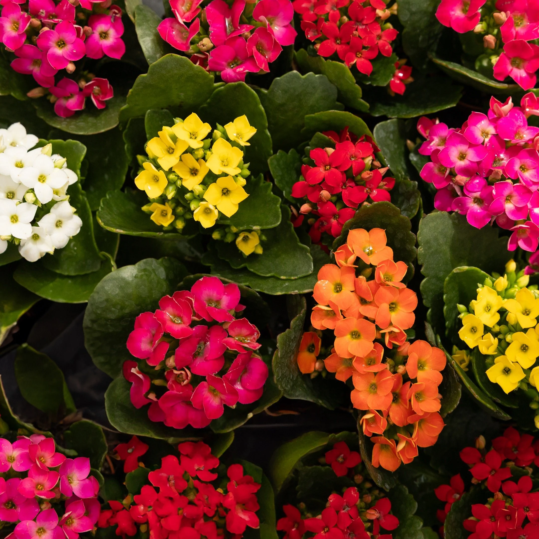 A greenhouse full of color, one plant at a time.

When I photograph a shop, I like to start with a wide photo that shows how much there is to see, then move in for the close-ups that help people choose their favorites. A plant held in someone&rsquo;s