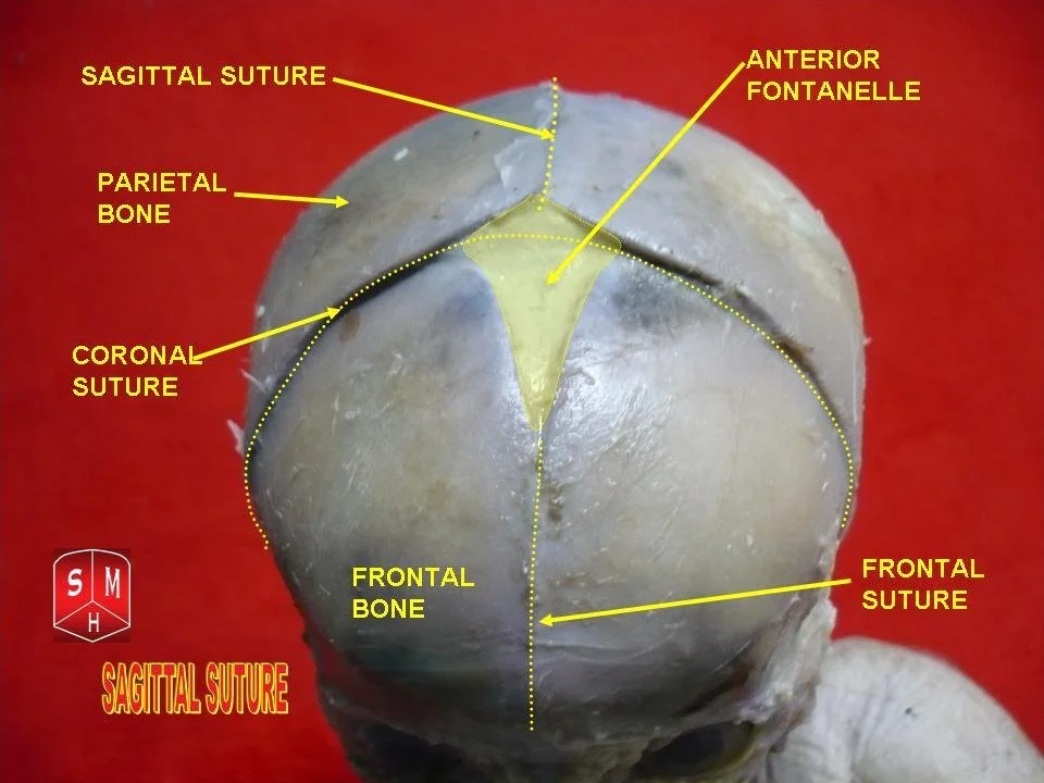Sagittal_suture.jpeg
