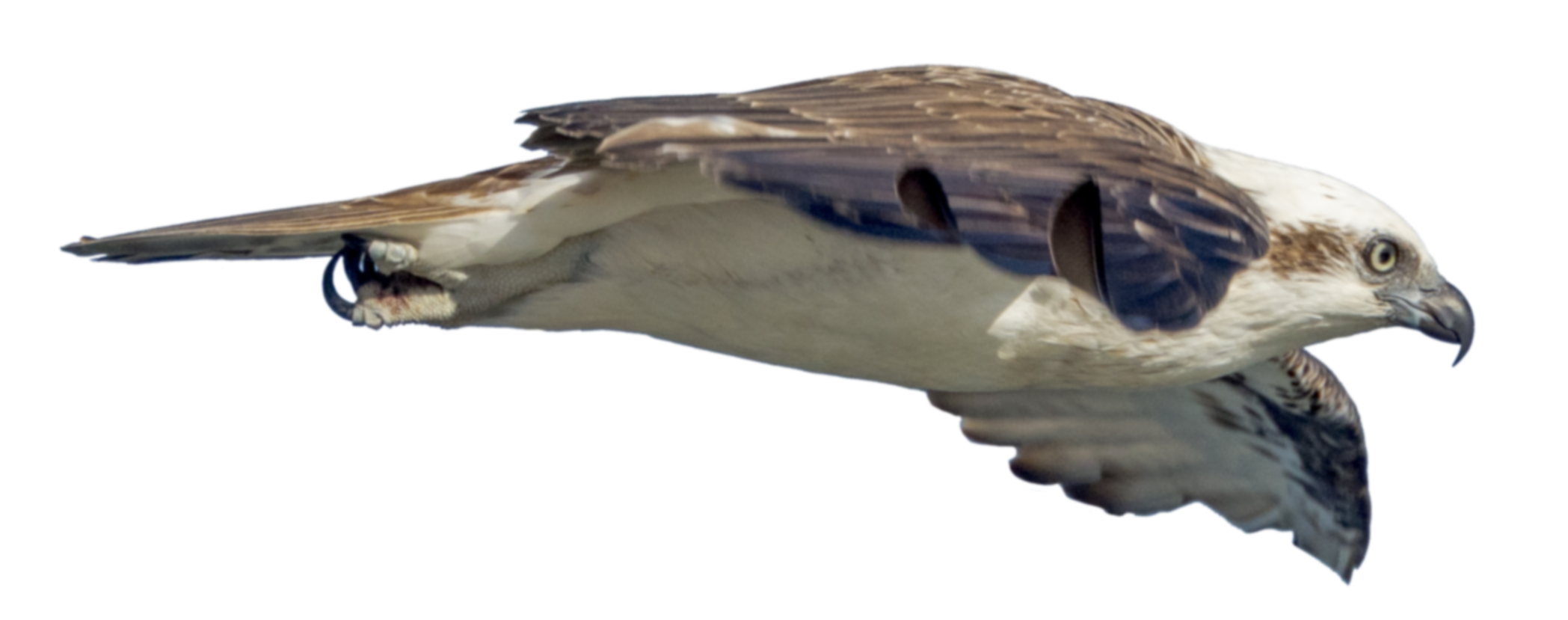 image of an osprey flying