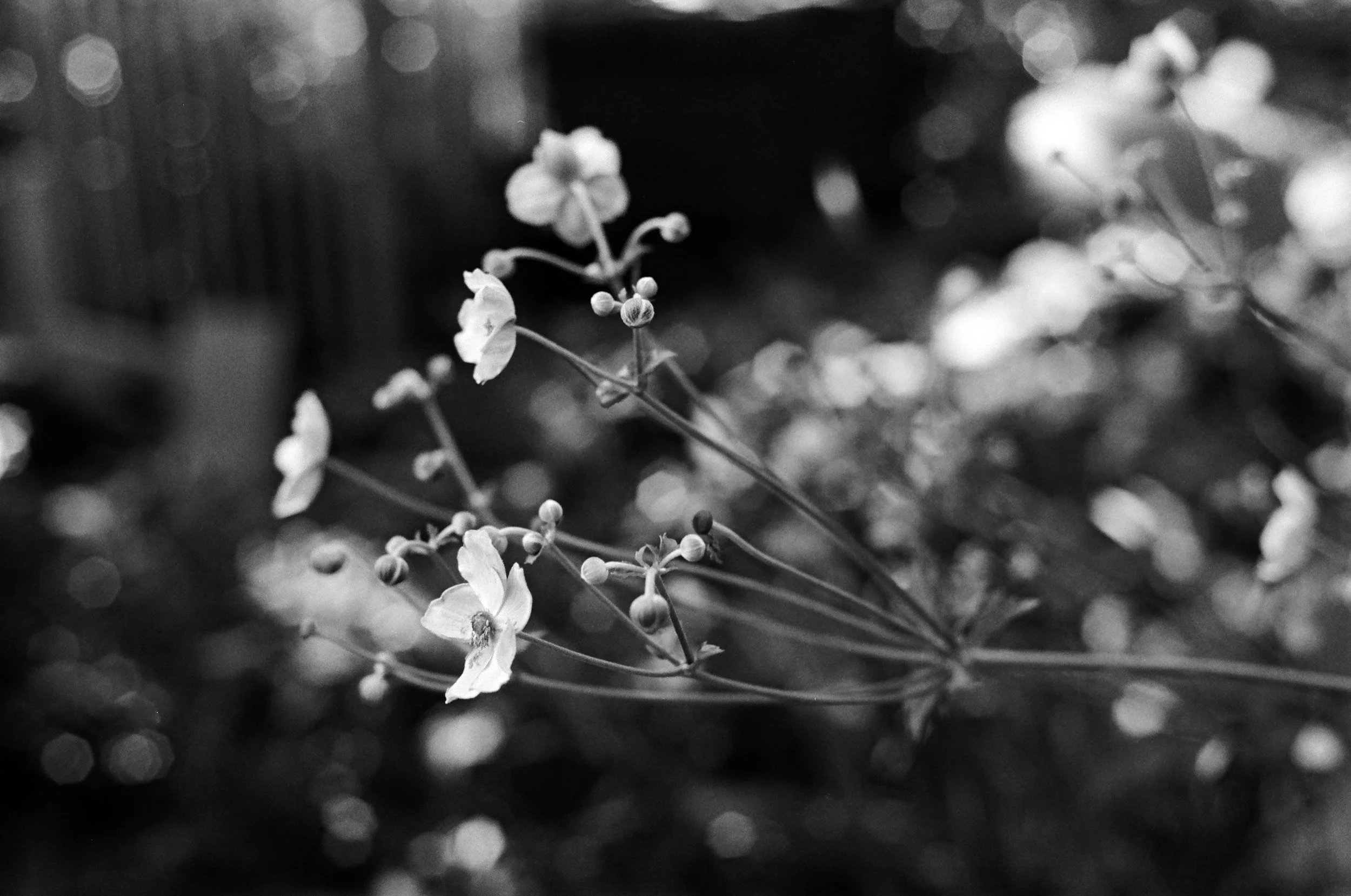 Copy of 000024450021.jpg