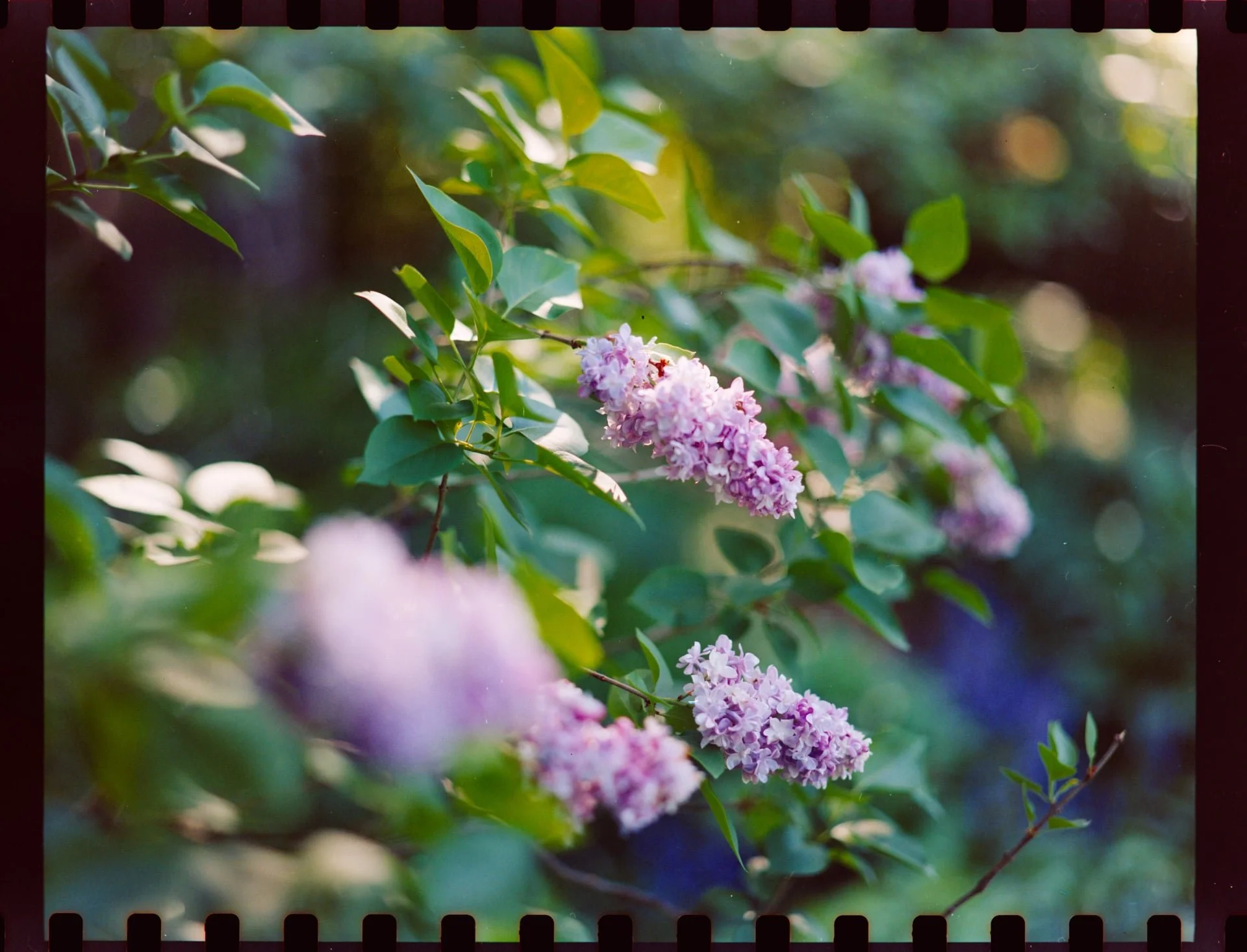 Close-up of pink lilac flowers on a branch surrounded by green leaves, with a blurred background of sunlight and foliage.