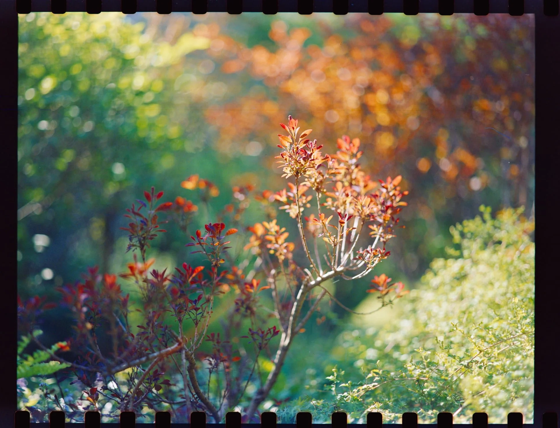 Close-up of a small tree with reddish leaves and light shining through the forest background with bokeh effect.