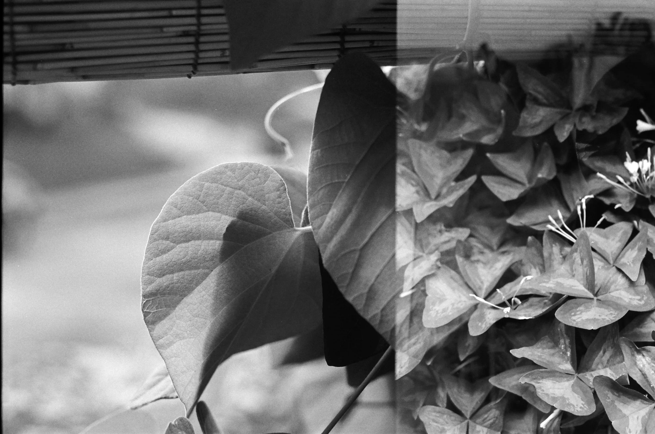 Copy of 000024450004.jpg