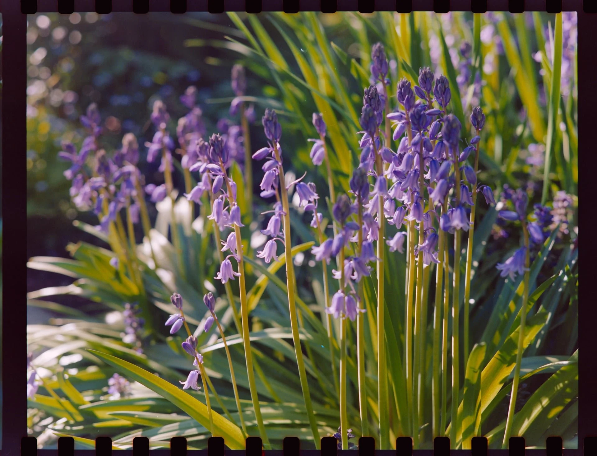 Close-up of purple hyacinth flowers with green foliage in the background, sunlight filtering through.