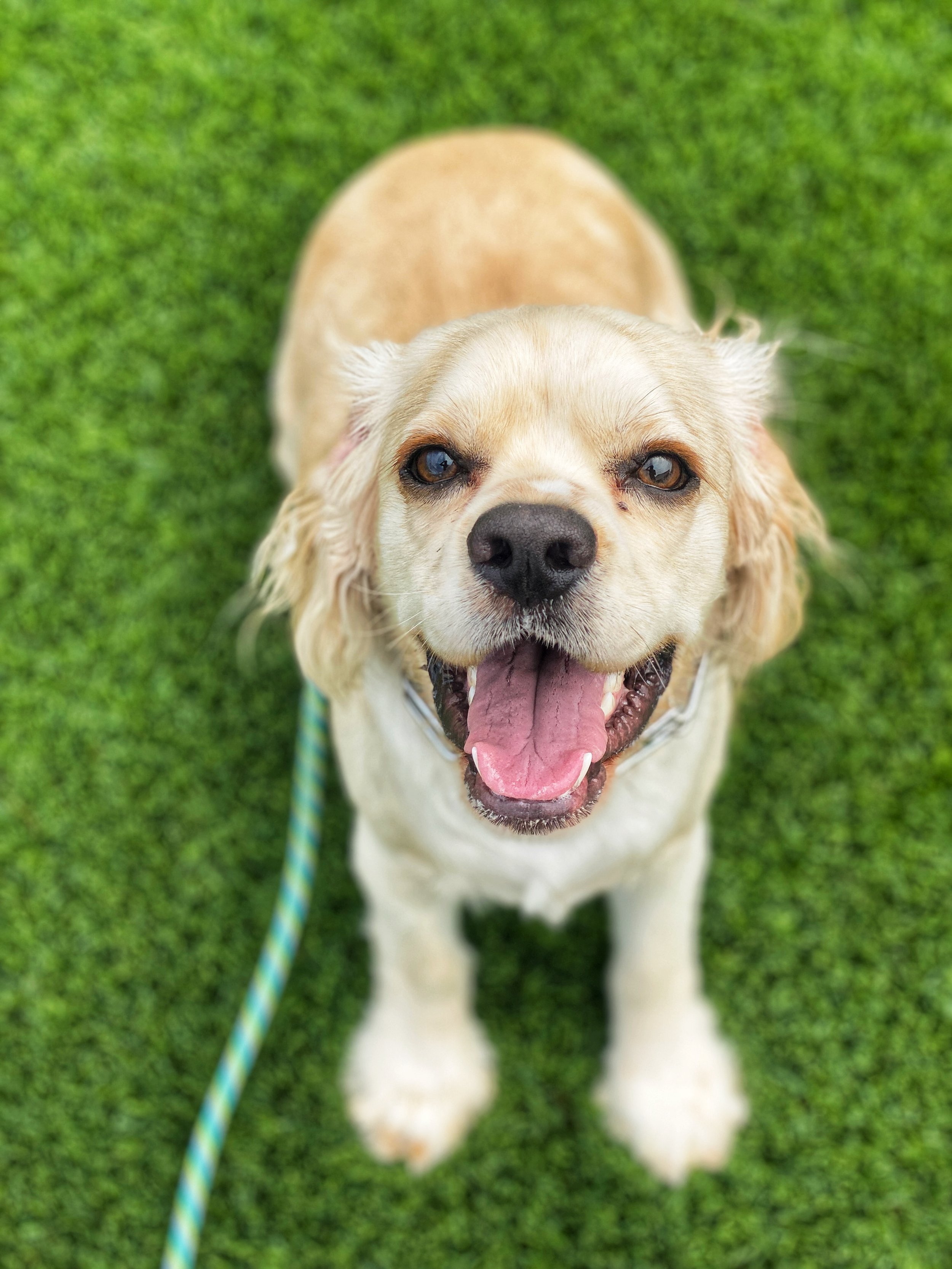 Close-up of a happy yellow Labrador Retriever sitting on green grass, looking up with its mouth open and tongue out.