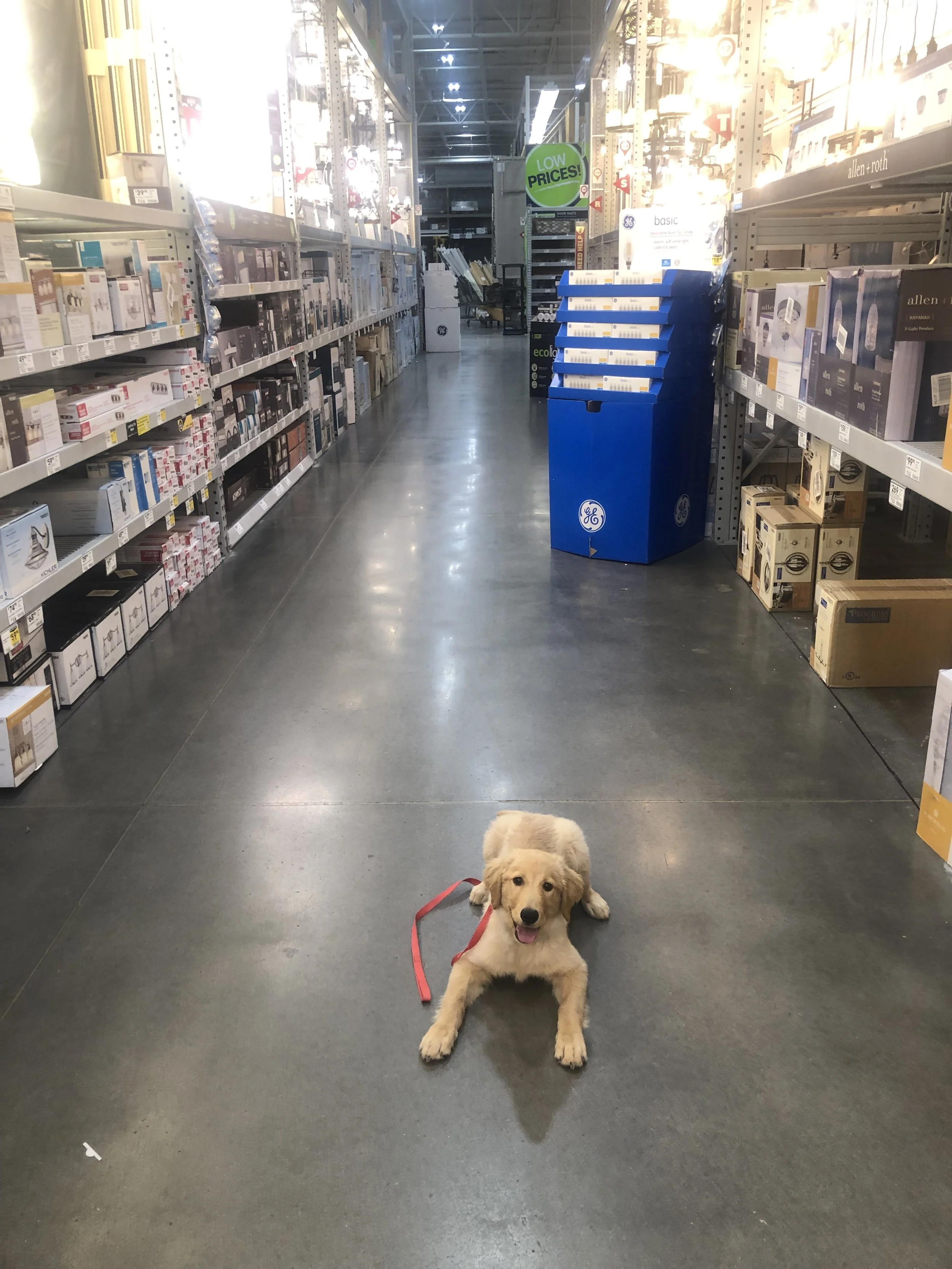 A puppy lying on the floor of a store aisle, looking up and happy, with shelves of products on either side and a blue recycling bin nearby.